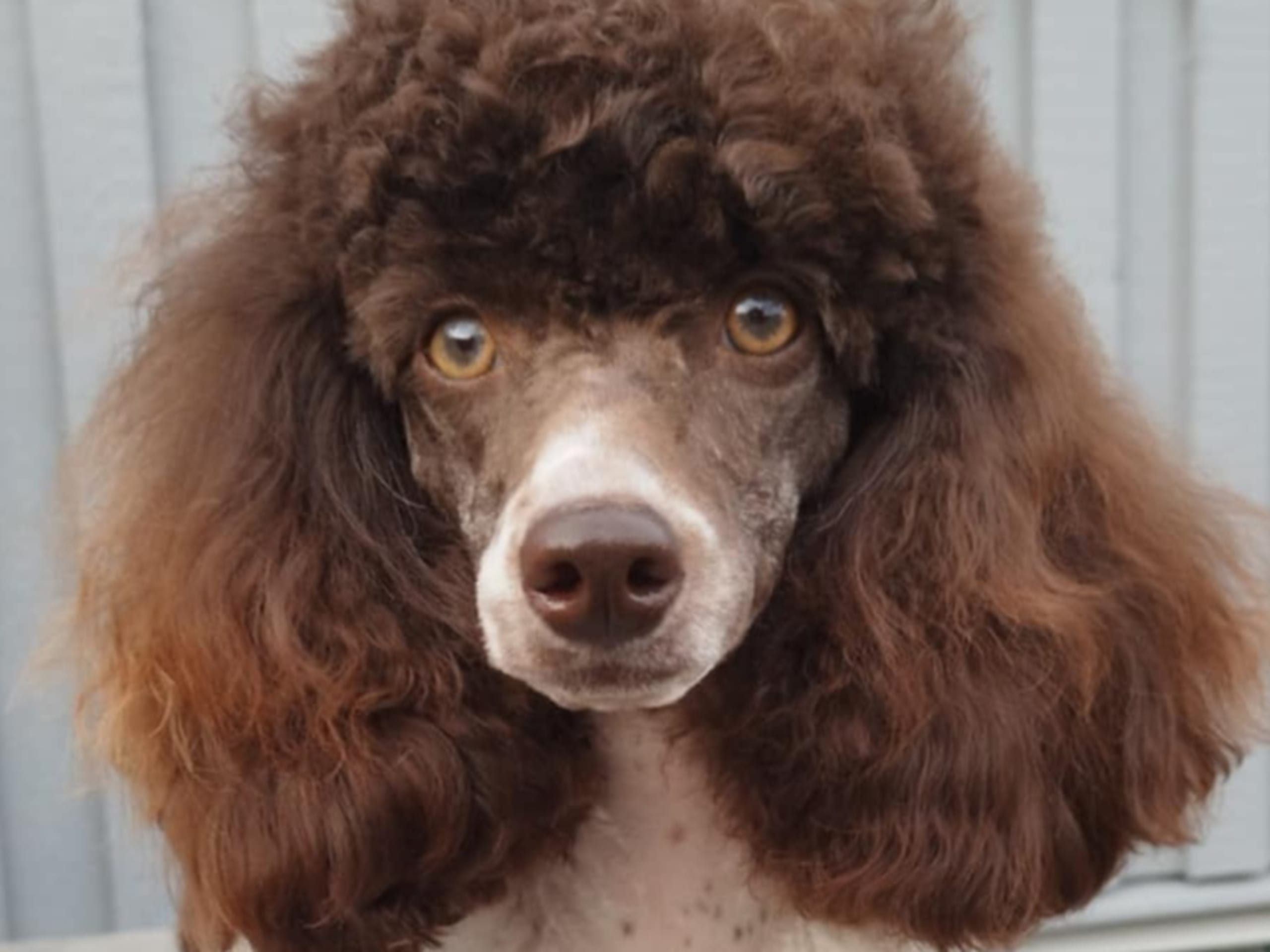 Hjortkvarns Cavapoo