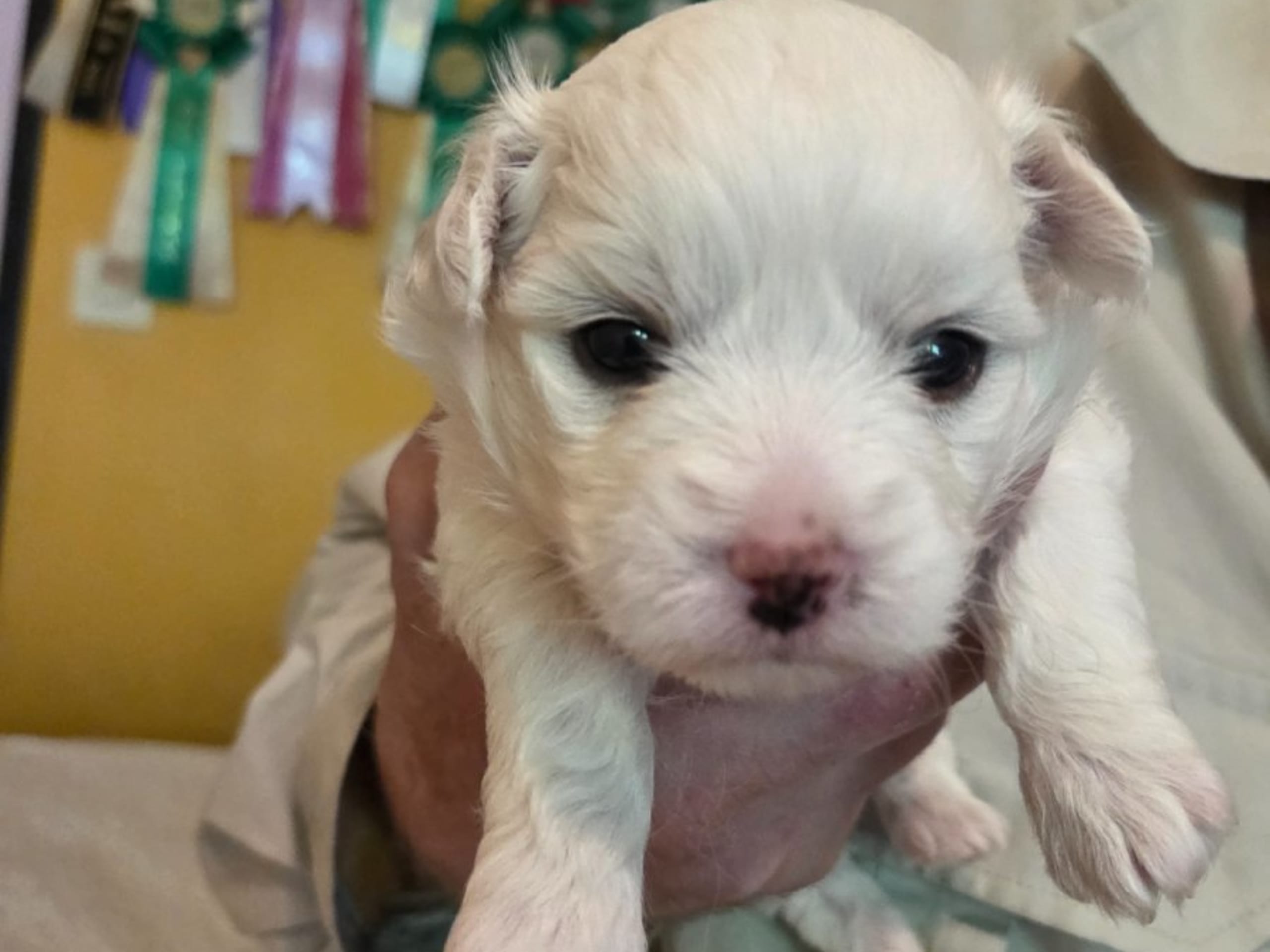 Coton de tulear · Lammhult · Cottelyckans