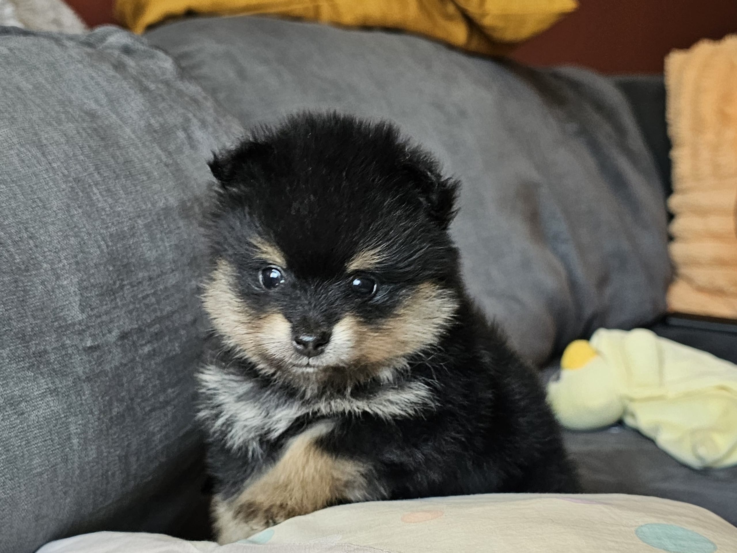 Pomeranian · Enköping · Pomsik Rakaaig