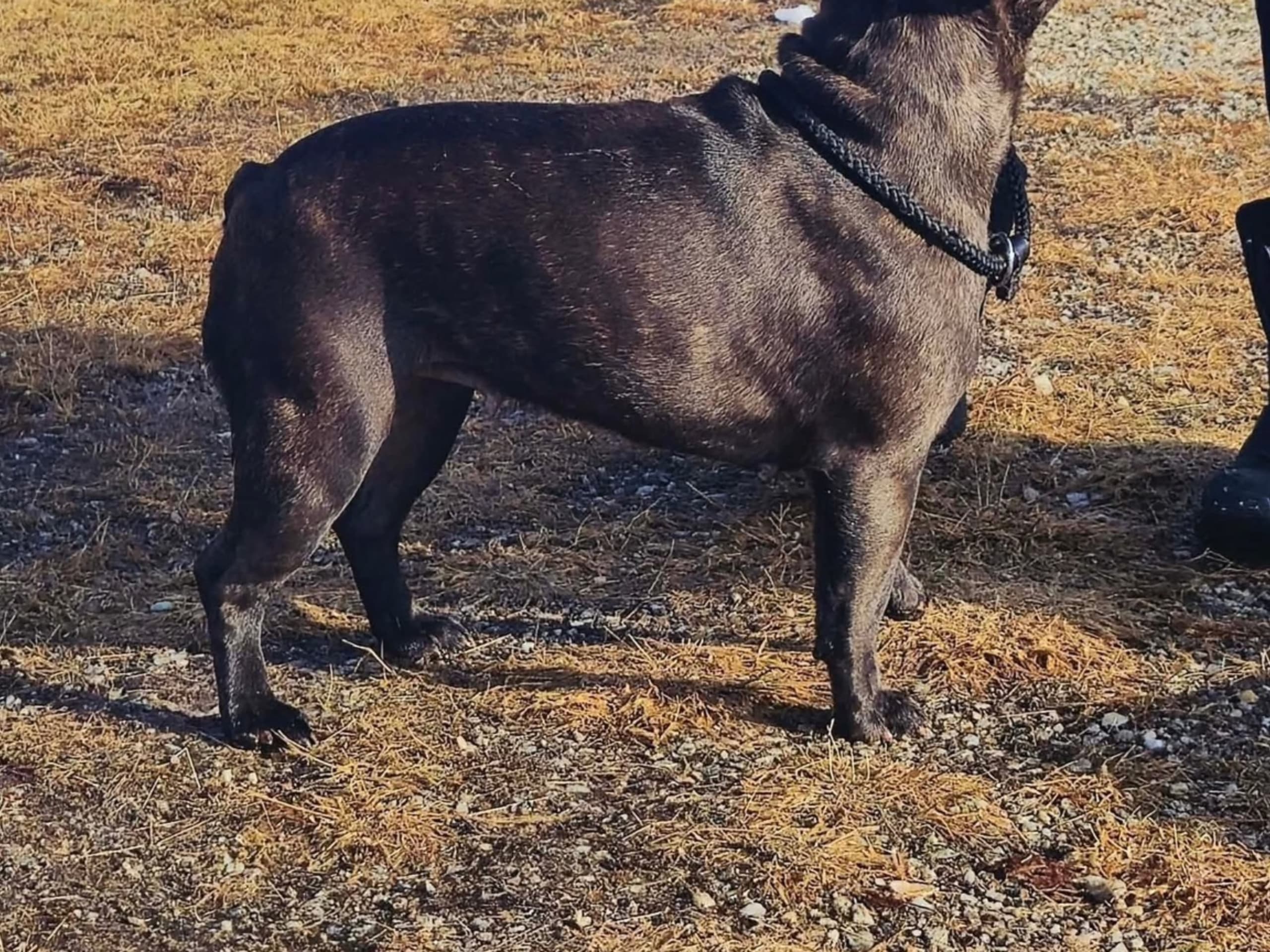 Fransk bulldog · Stöllet · Norra Ny-s