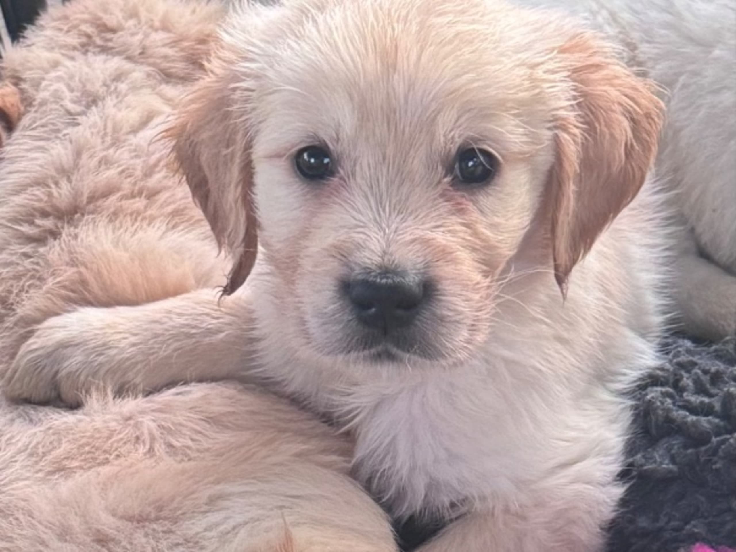 Golden retriever · Hökerum · Bellabus