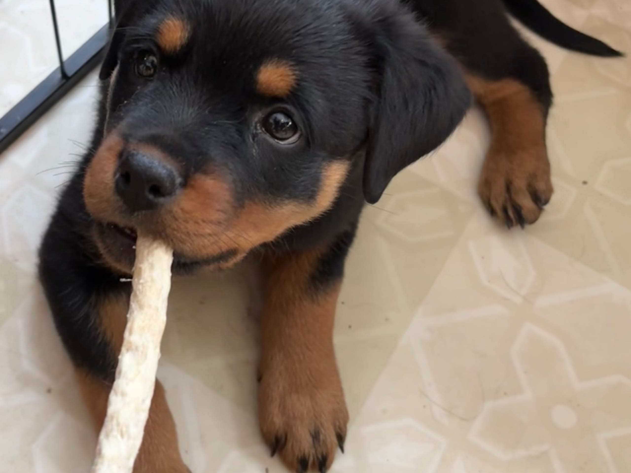 Rottweiler · Frövi · Kennel Tapto's