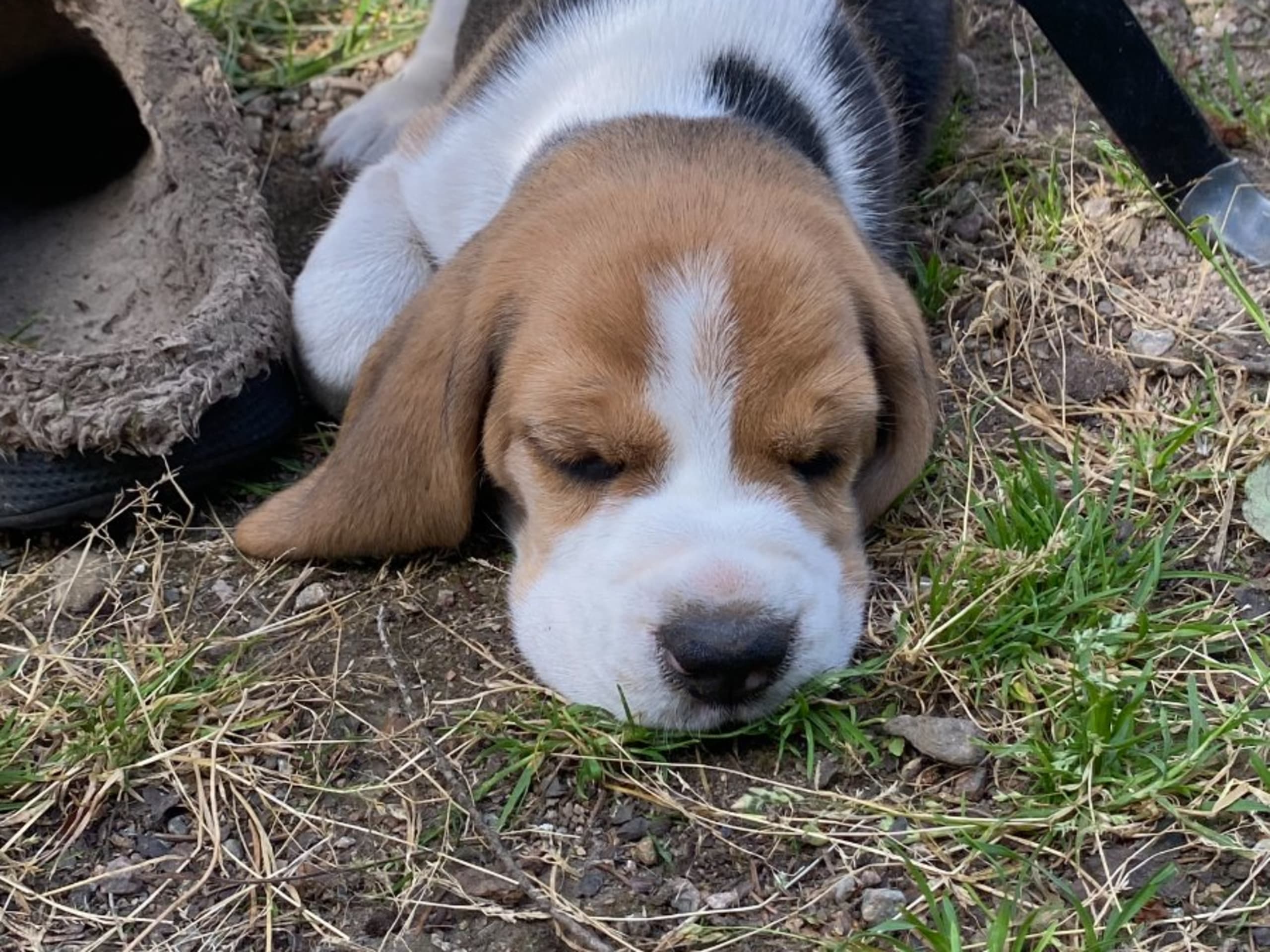Beagle · Hallstahammar · Lena Linder