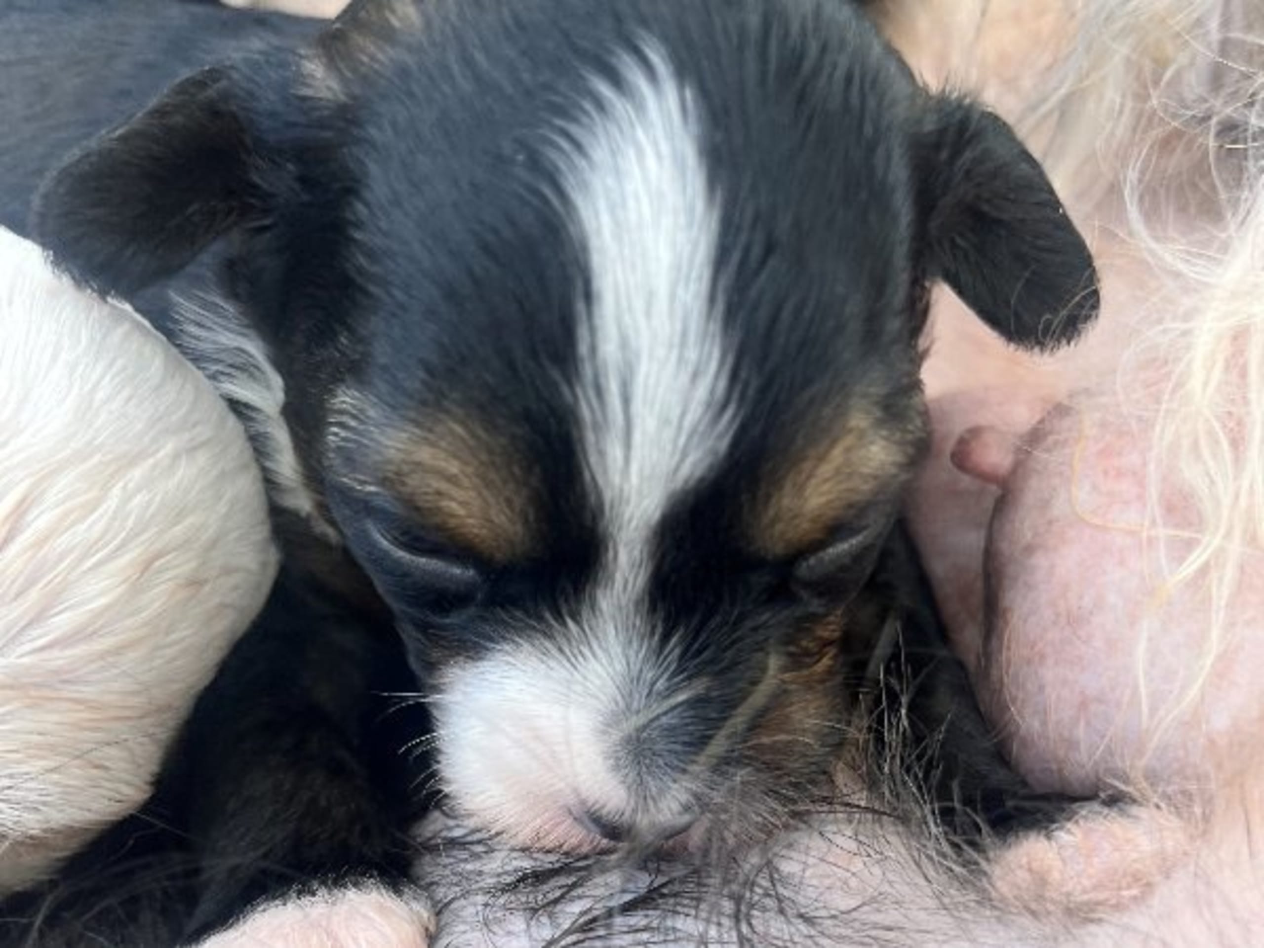 Chinese Crested Dog · Smedjebacken · Joffers