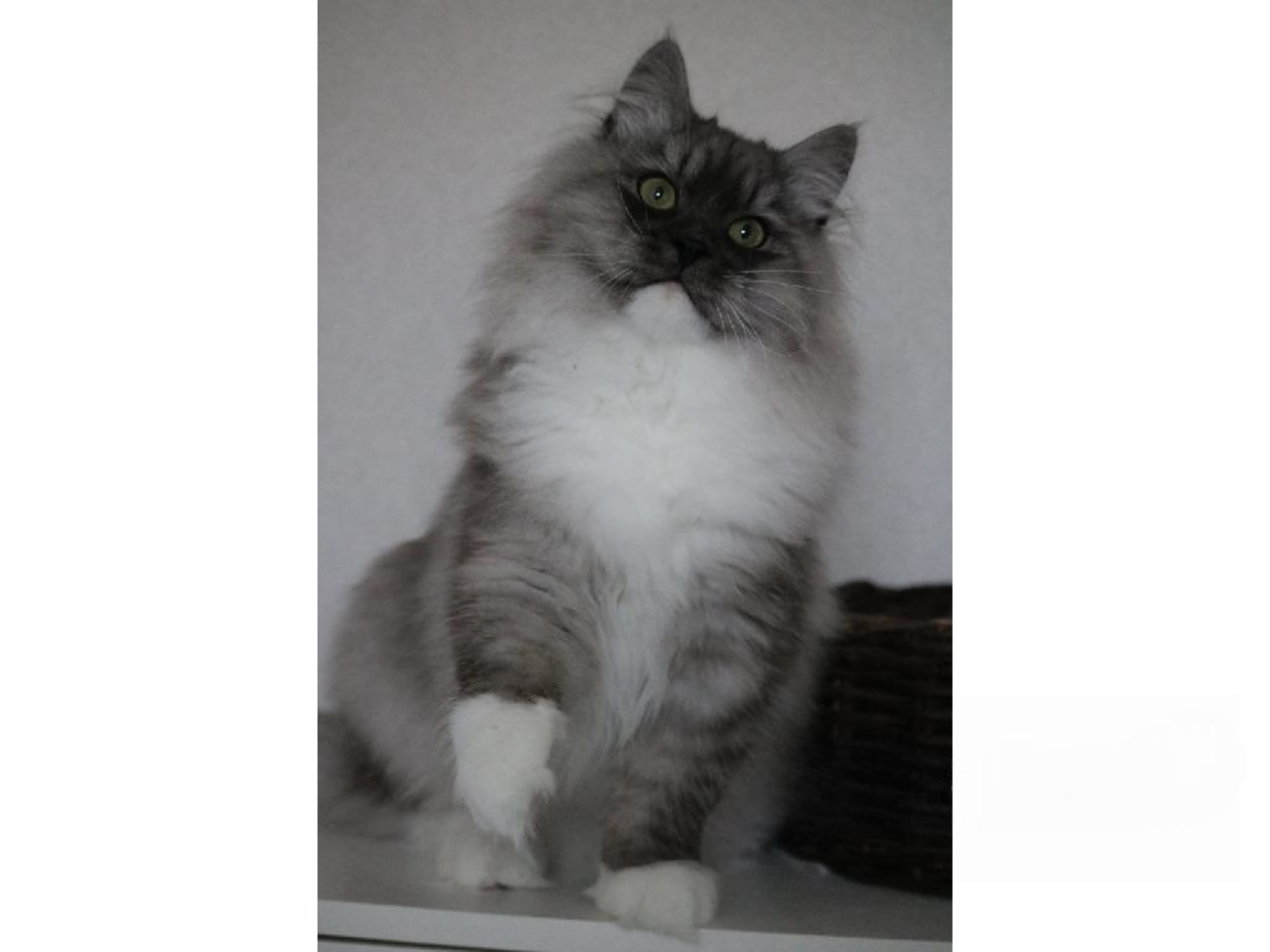 Sibirisk kat · Forsa · S*Vänorten's