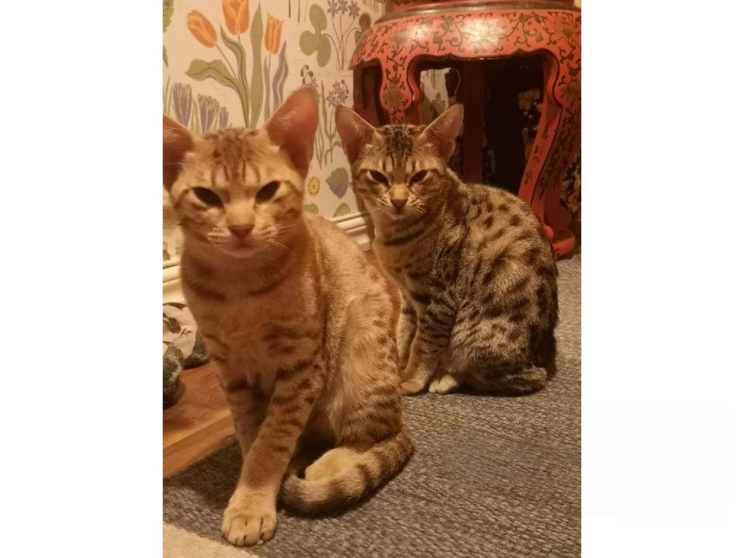 Ocicat · Nyköping · SE*Aspkatter