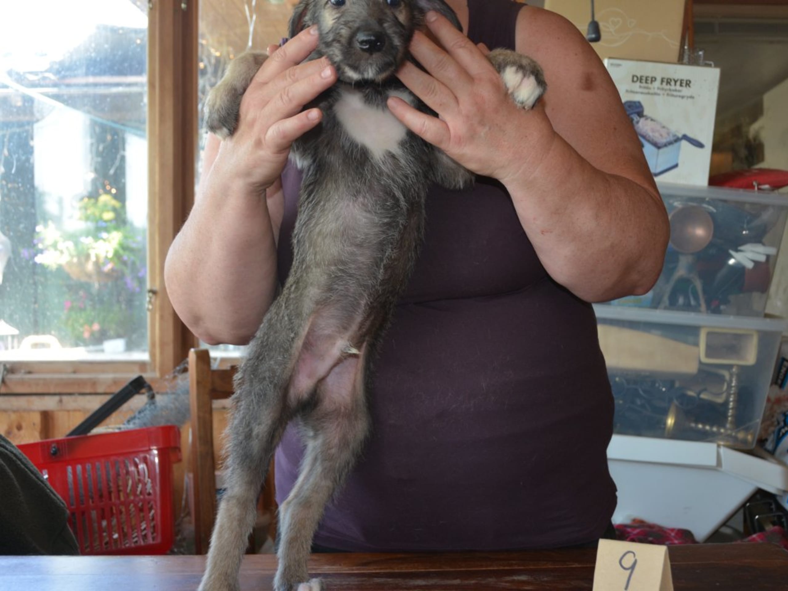 Irish Wolfhound · Stora Levene · Åkerö's
