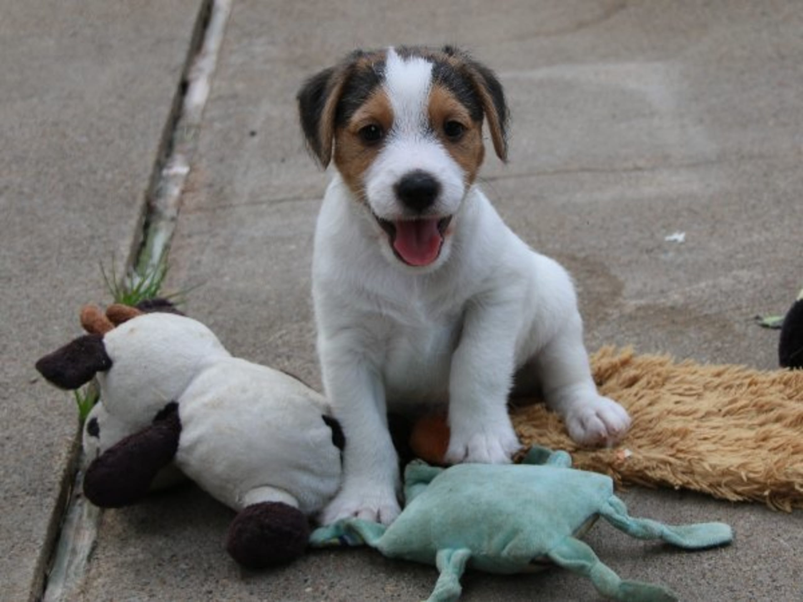 Parson russell terrier · Kristianstad · Double Barrel's