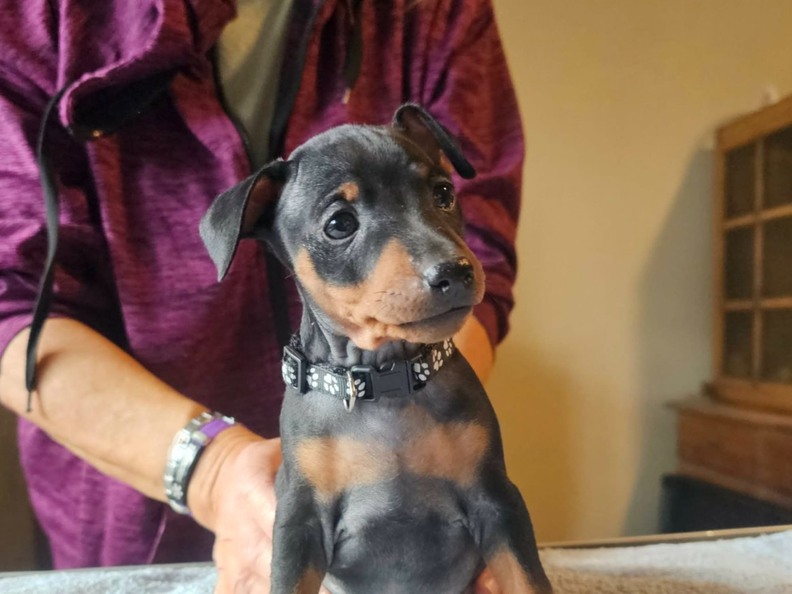 Miniature Pinscher · Linköping · Love Cox's