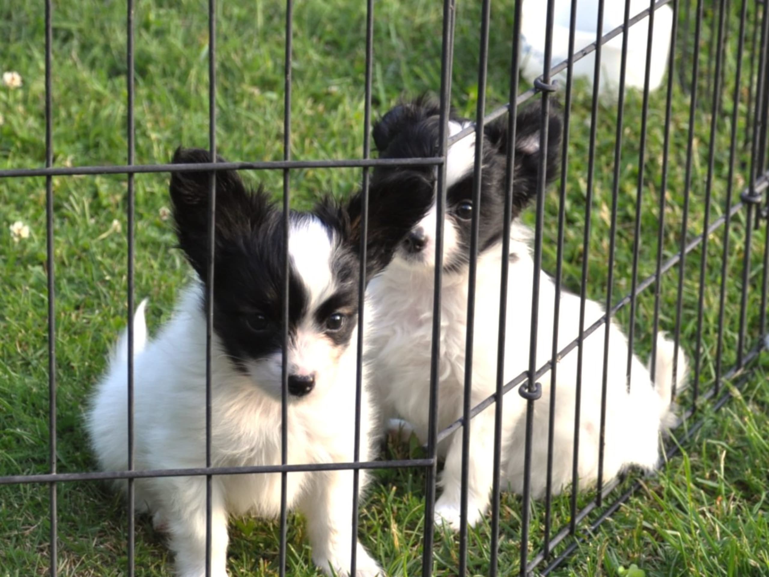 Papillon · Rättvik · Golden Clipp's