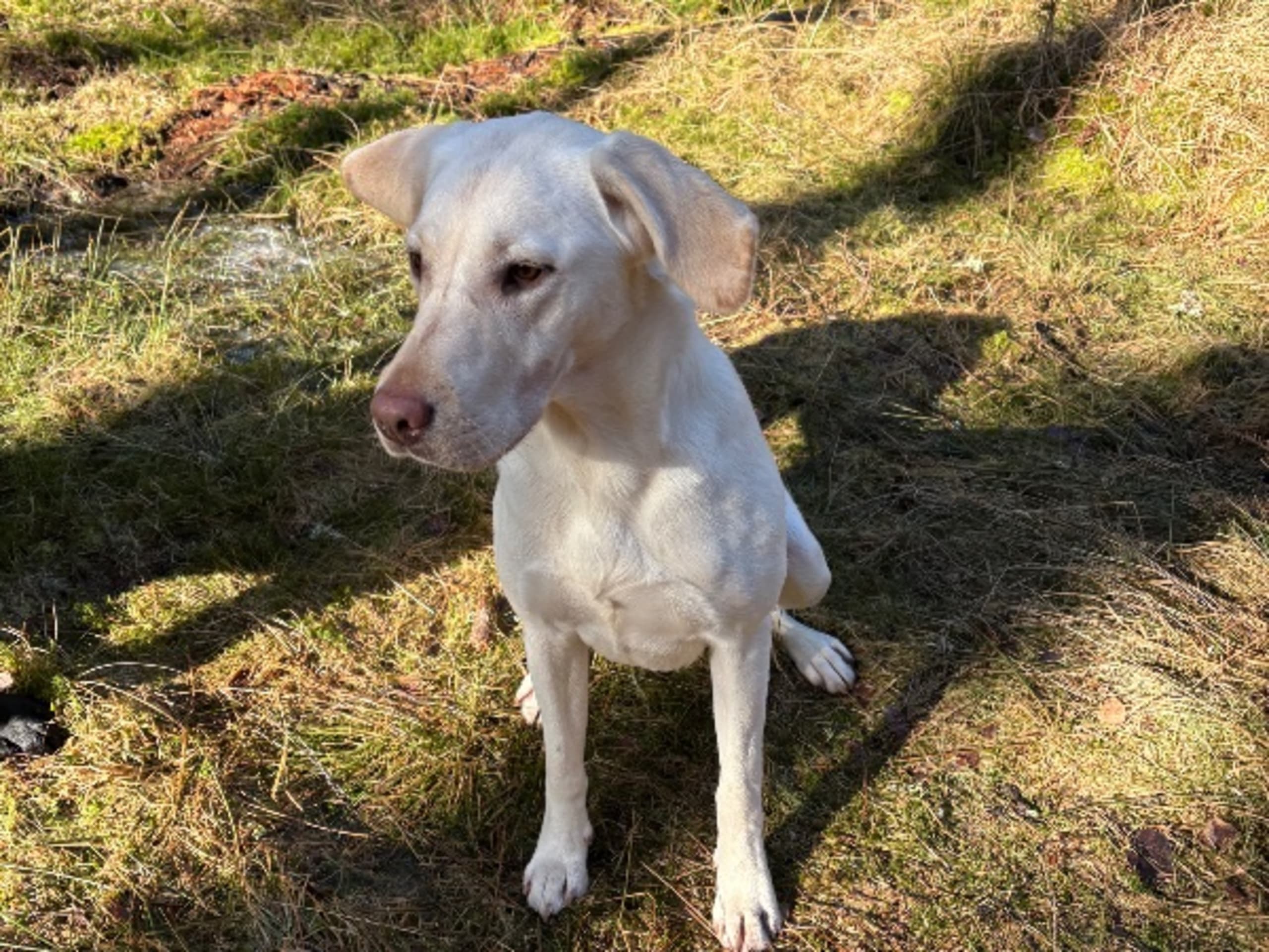 Labrador retriever · Prässebo · Birdkeepers