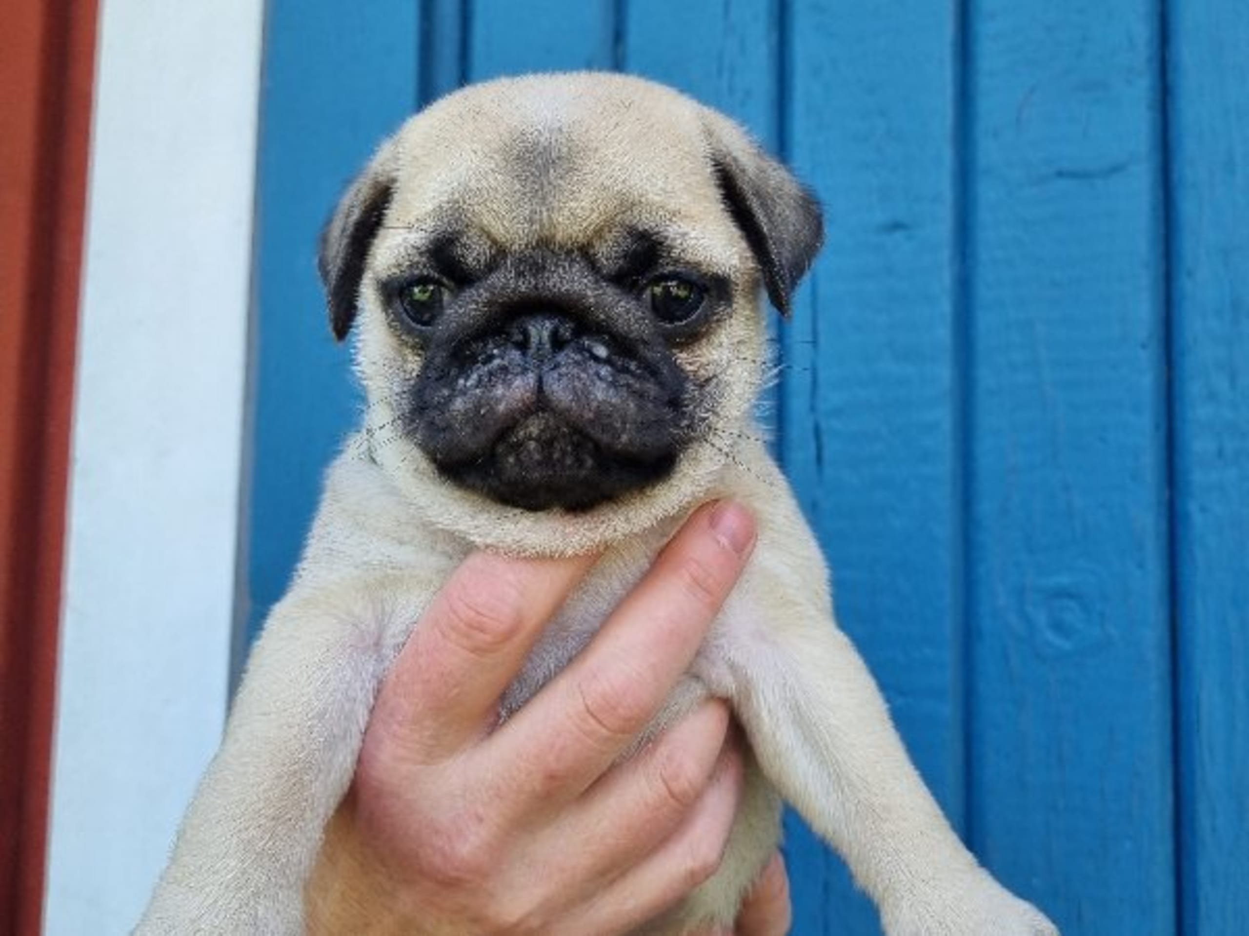Mops