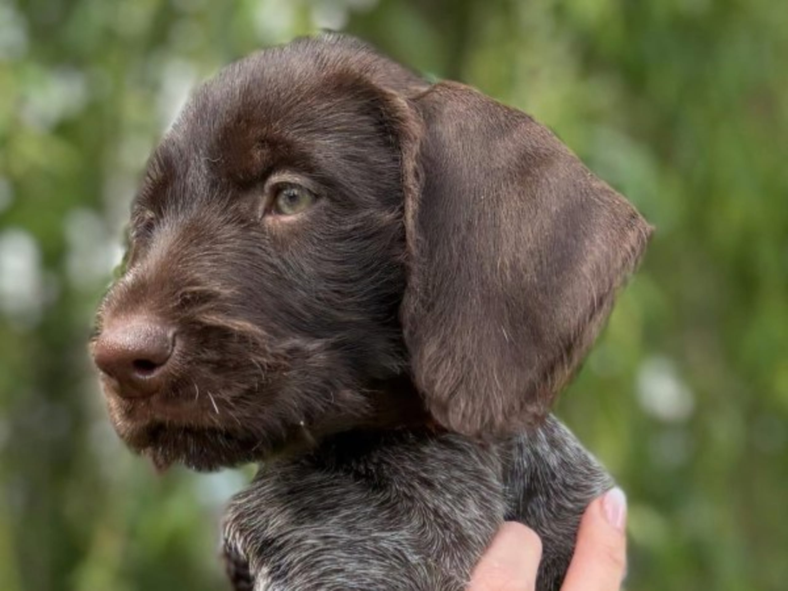 German Shorthaired Pointer (Vorsteh) · Köping · Björskogs