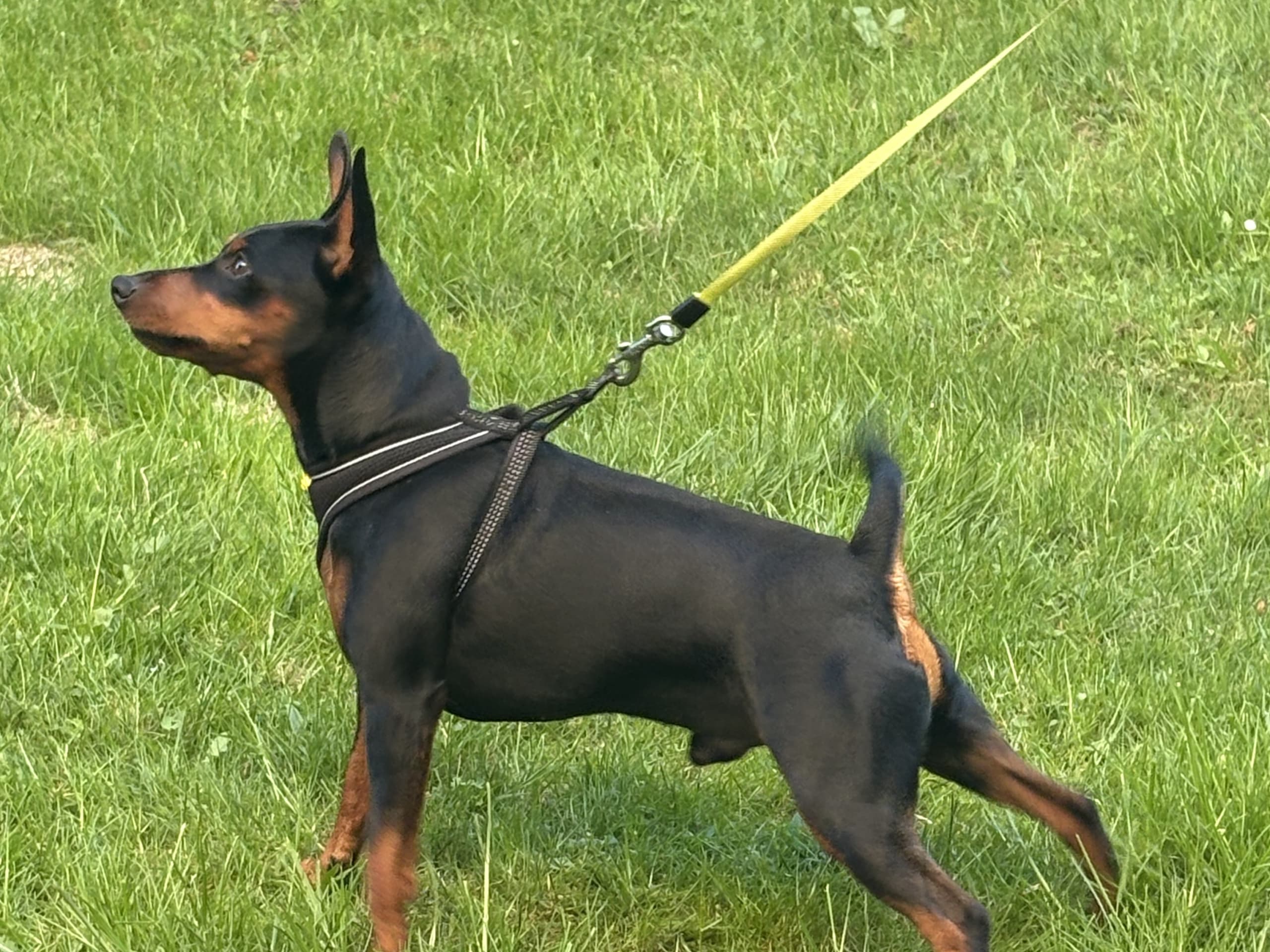 Dvergpinscher · Forsheda · Dvärgpinscher