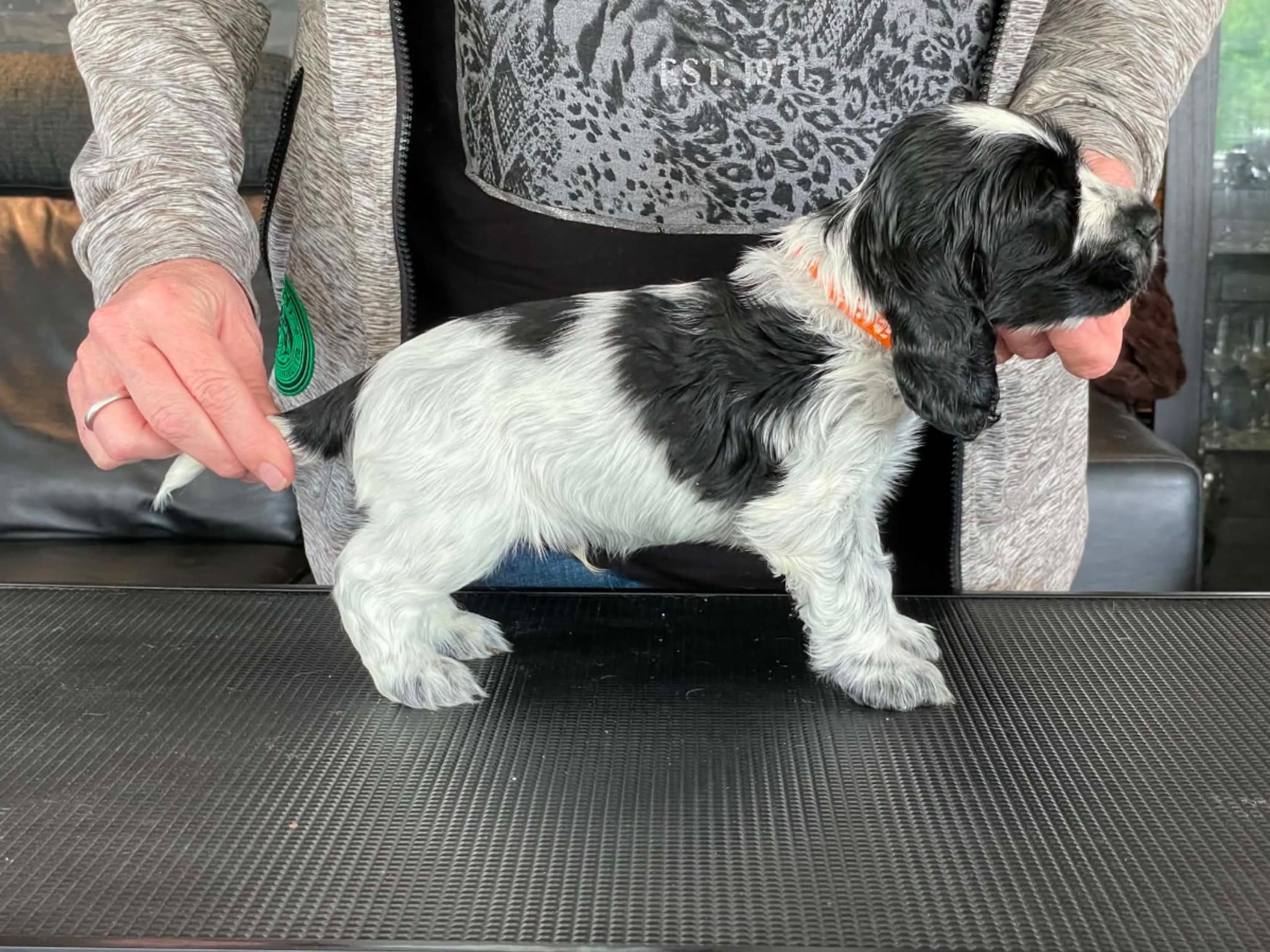 Cocker spaniel · Fotskäl · Afrodias