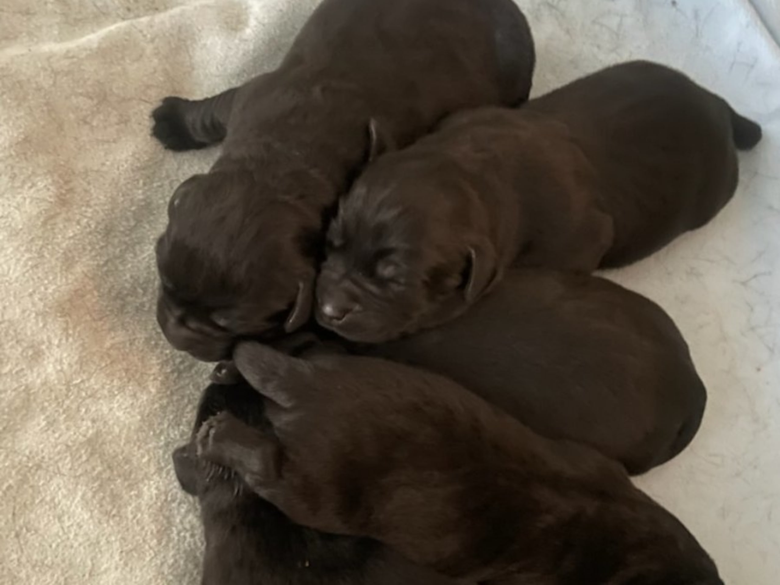 Labrador retriever · Edsbruk · Verbascum nigrum