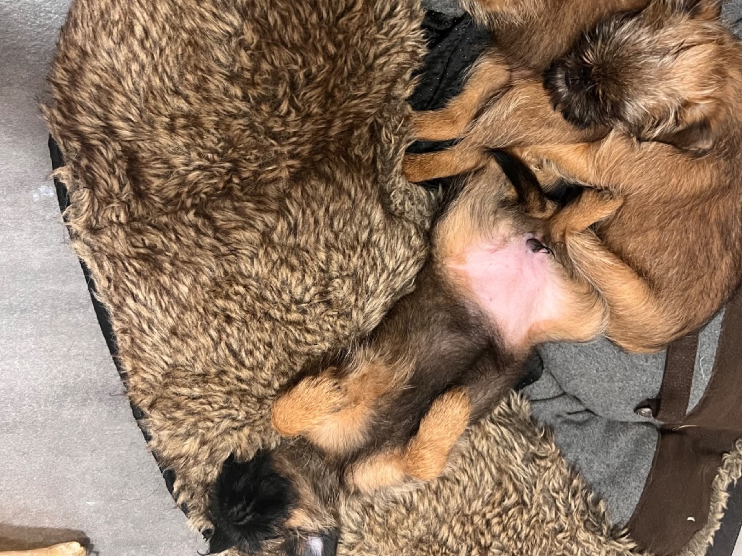 Brussels Griffon · Tyresö · Diddelinos