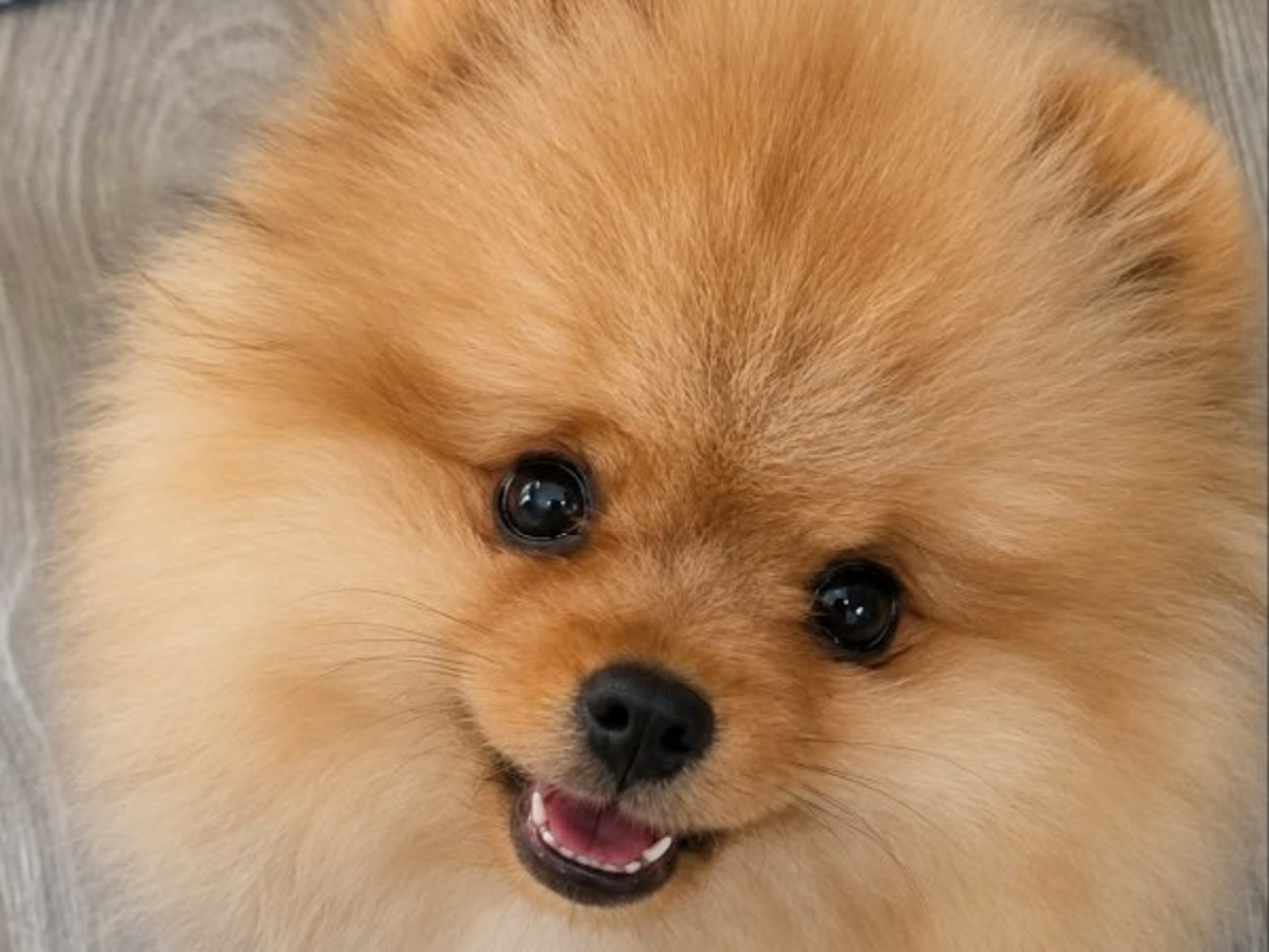 Pomeranian · Linköping · Fluffy Soul's