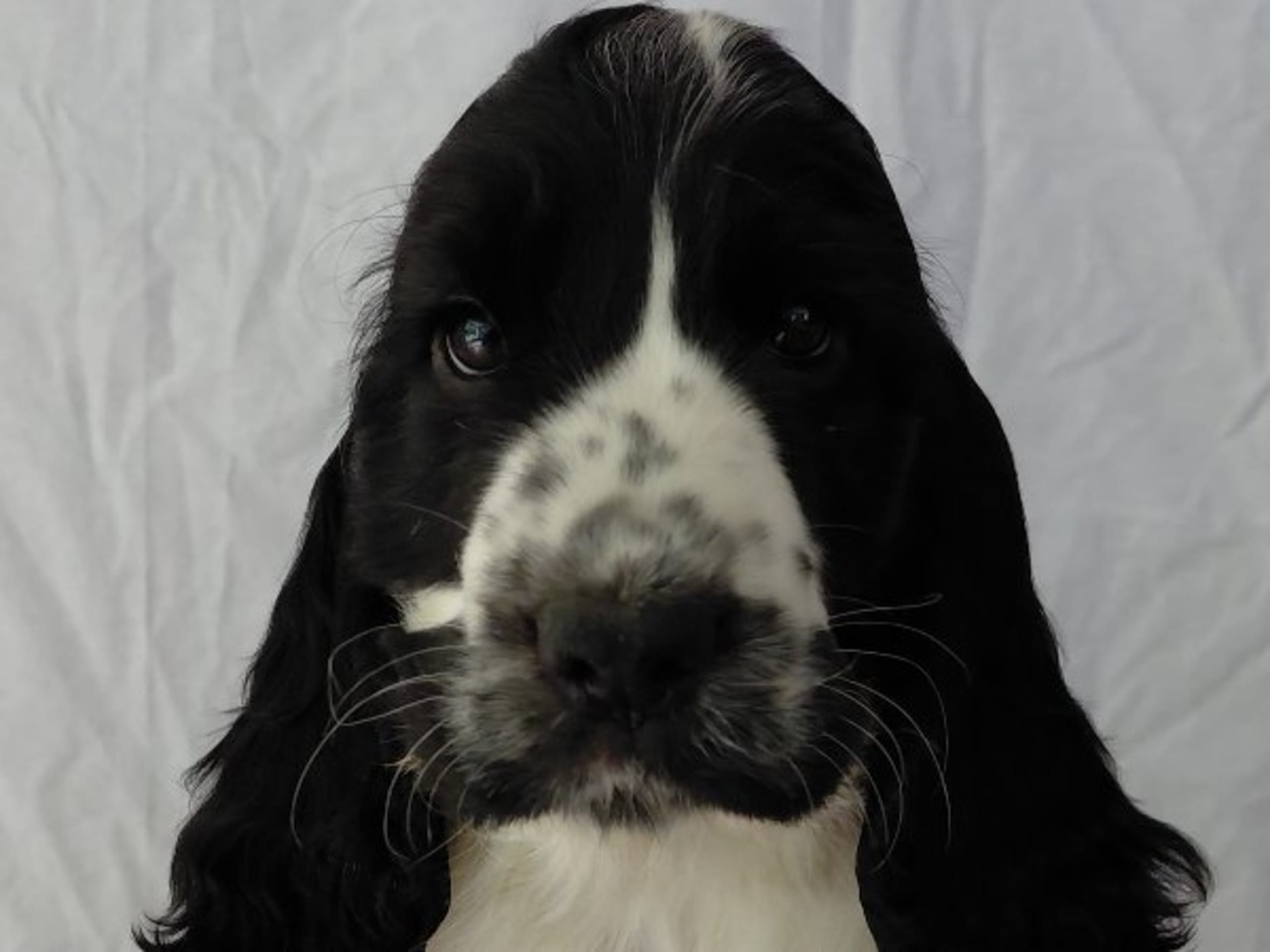 Cocker Spaniel · Vittsjö · Cockerpojkarnas