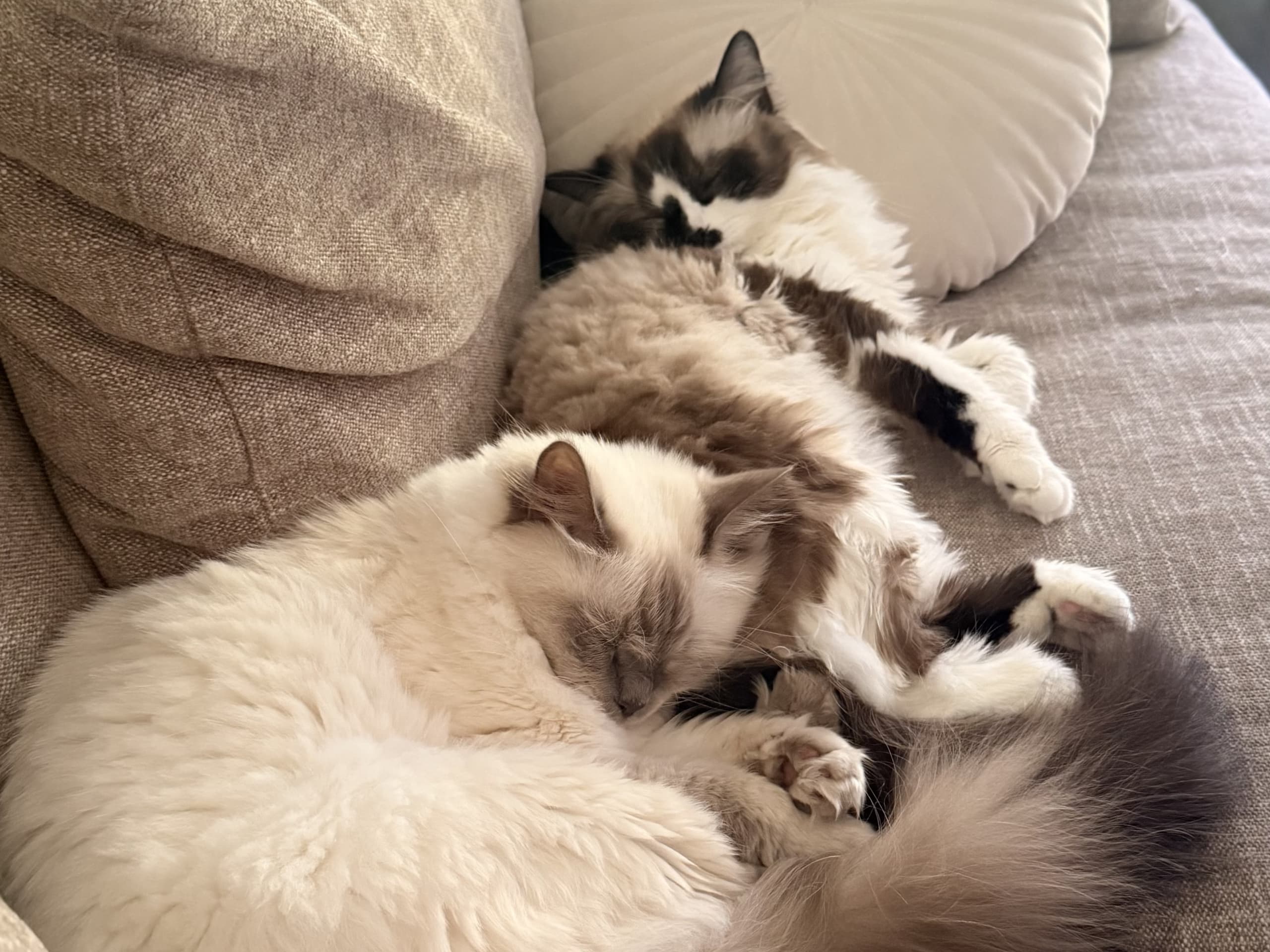 Ragdoll · Helsingborg · Victoria P.