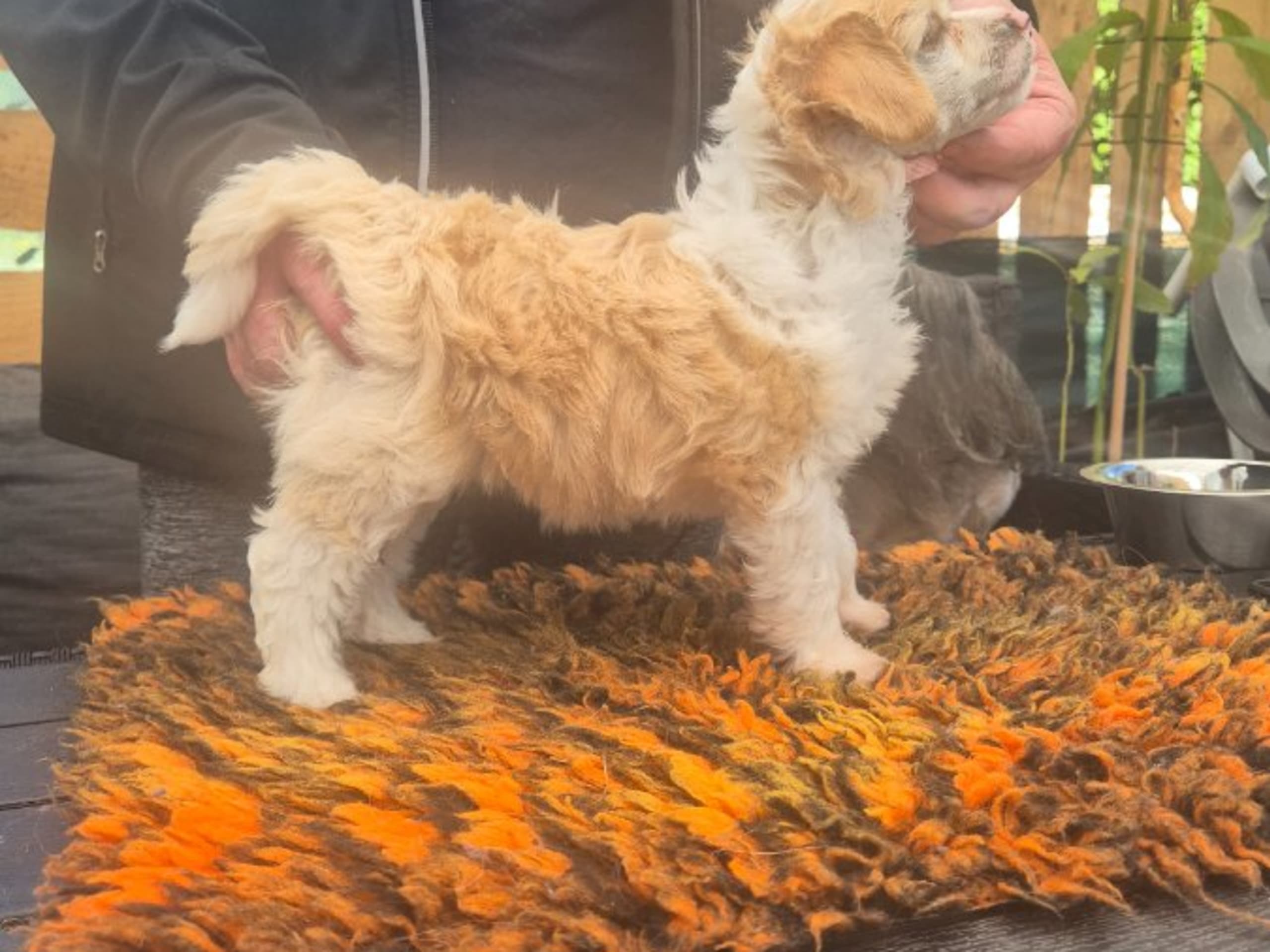 Chinese crested · Lesjöfors · av Da Mia Cuccia