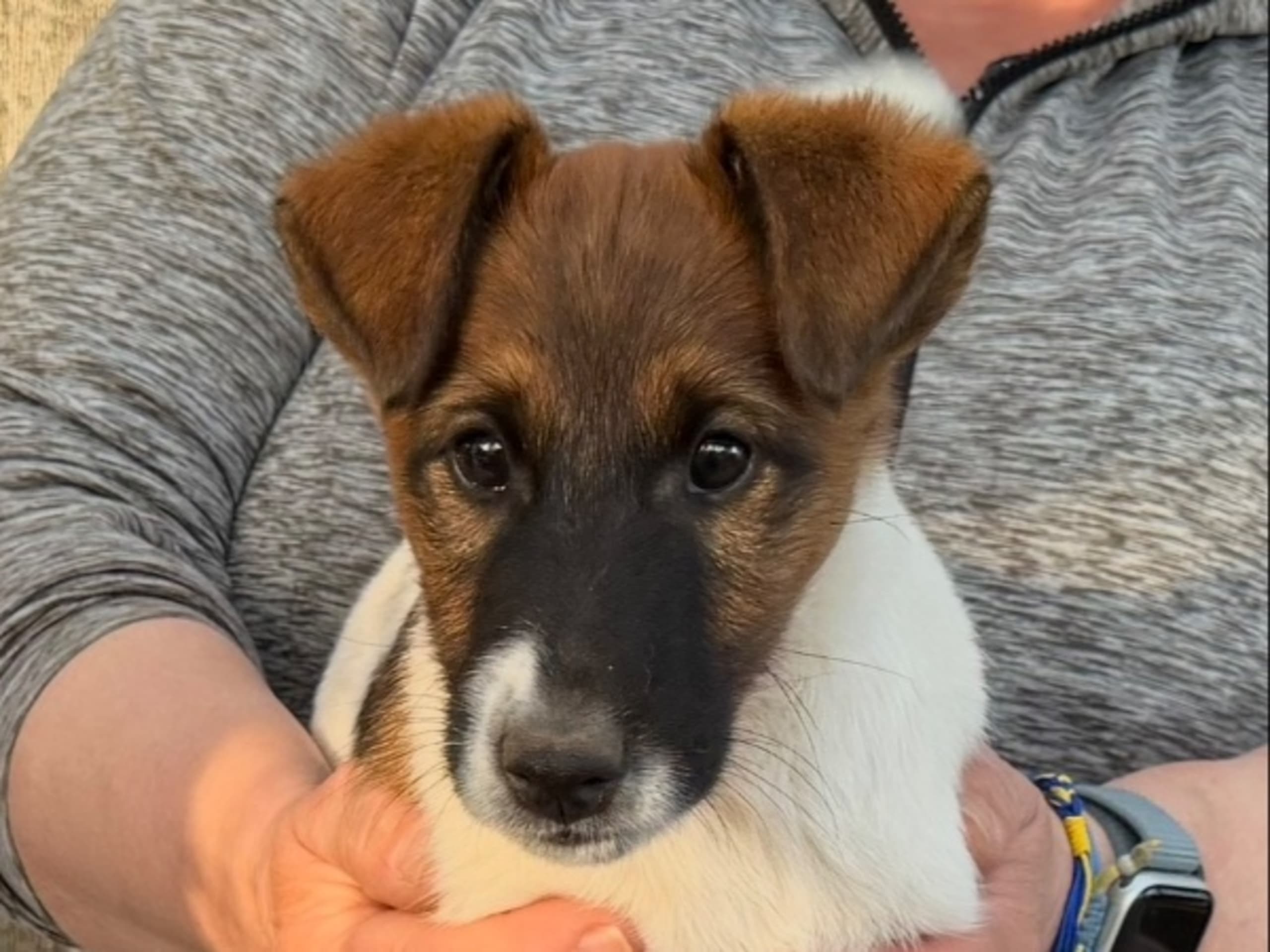 Glatfoxterrier · Kvibille · Residenset's
