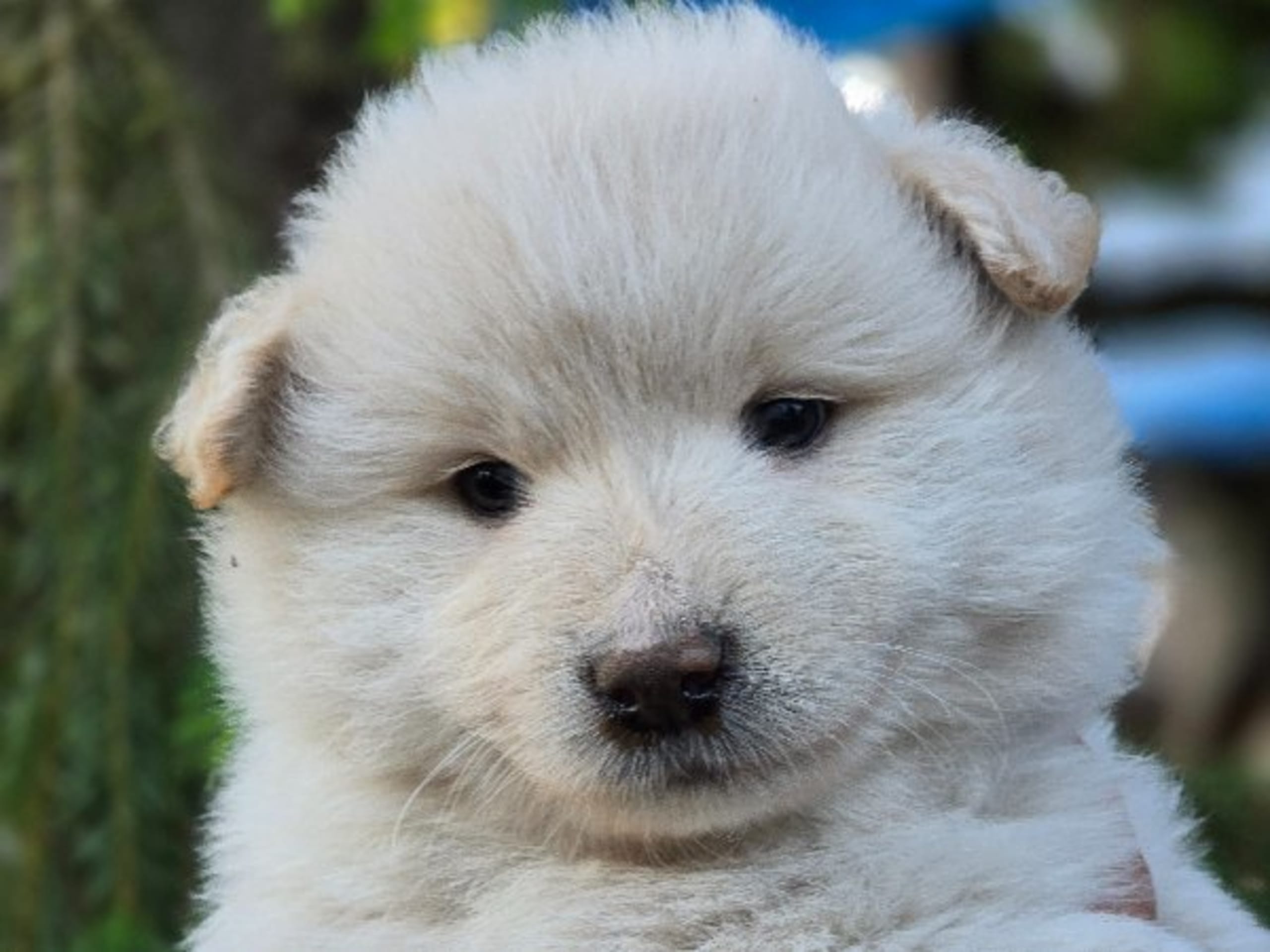 Finnish Lapphund · åseda · S*Zamzam,s Gården