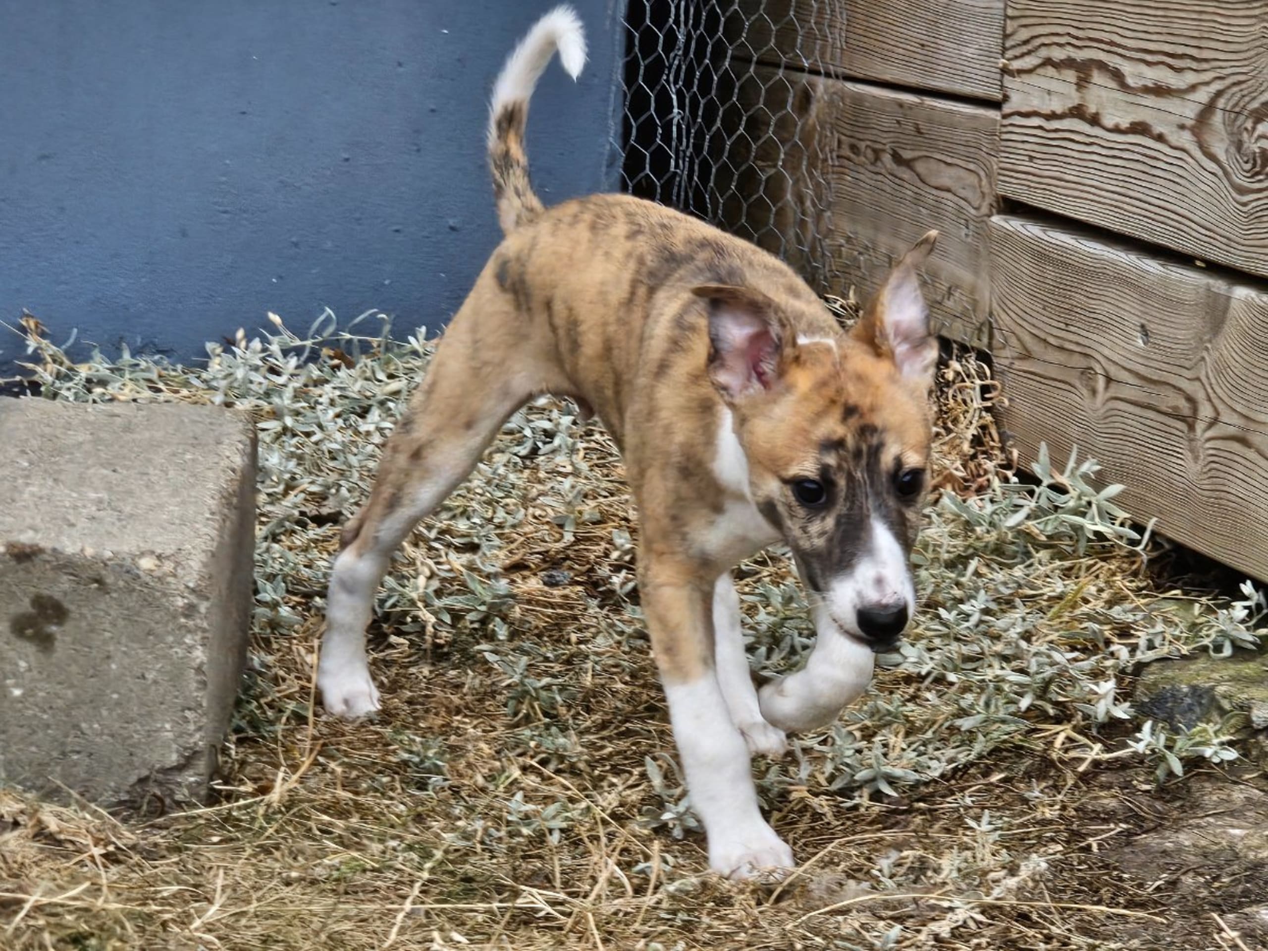 Whippet · Stråvalla · Kerduns
