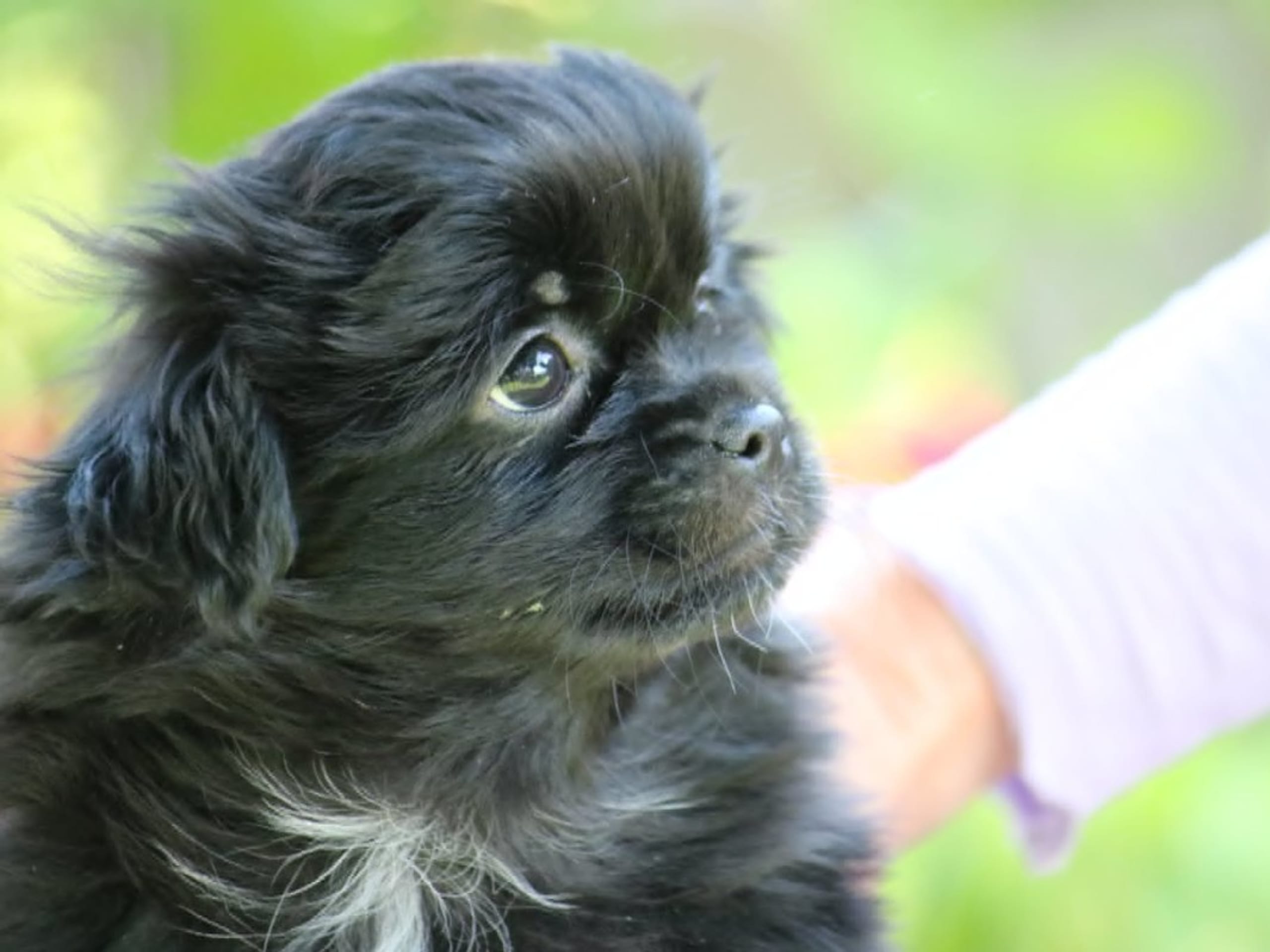 Tibetansk spaniel · Hjärup · Follow