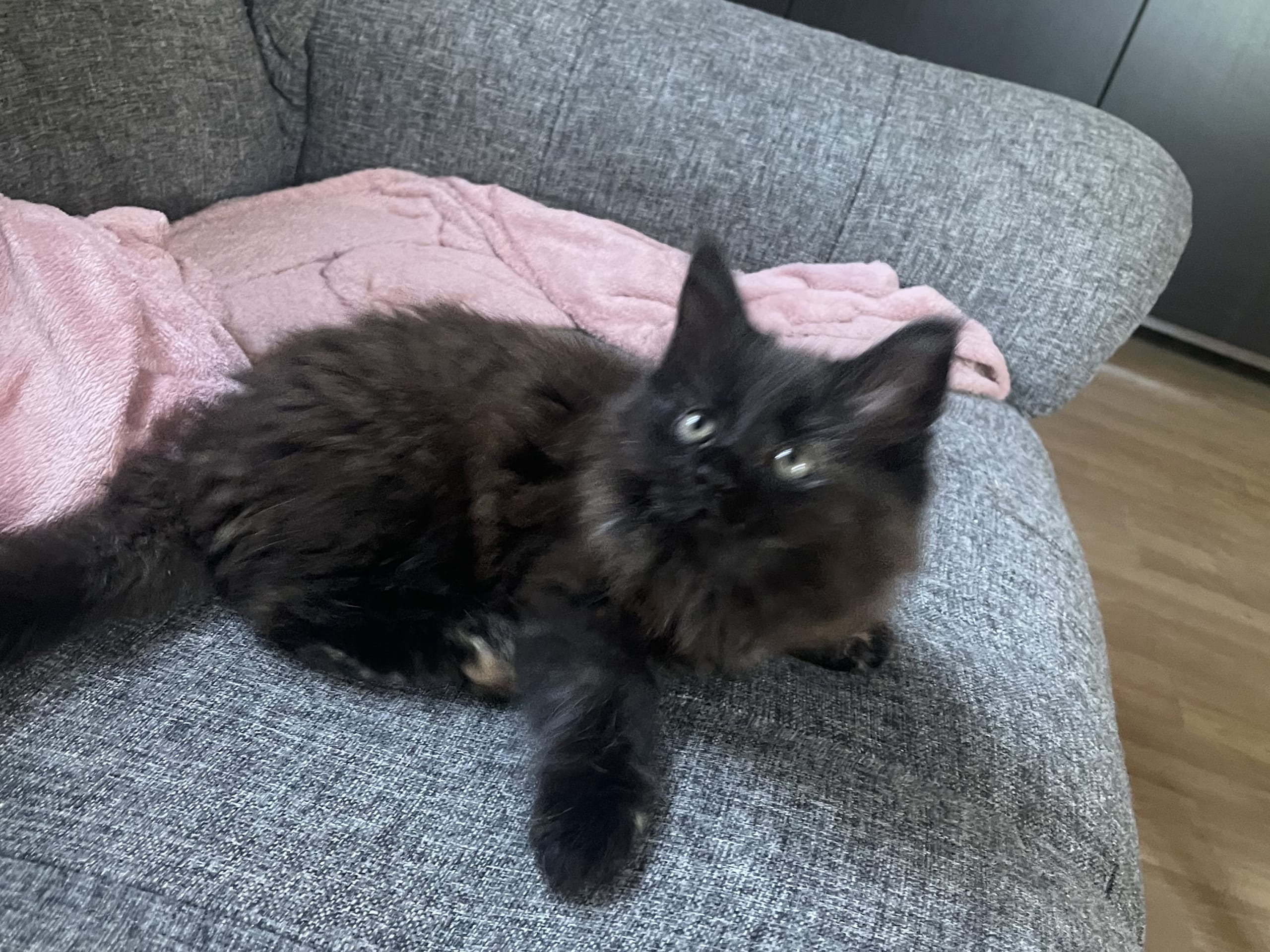 Maine Coon · Jönåker · Malin A.
