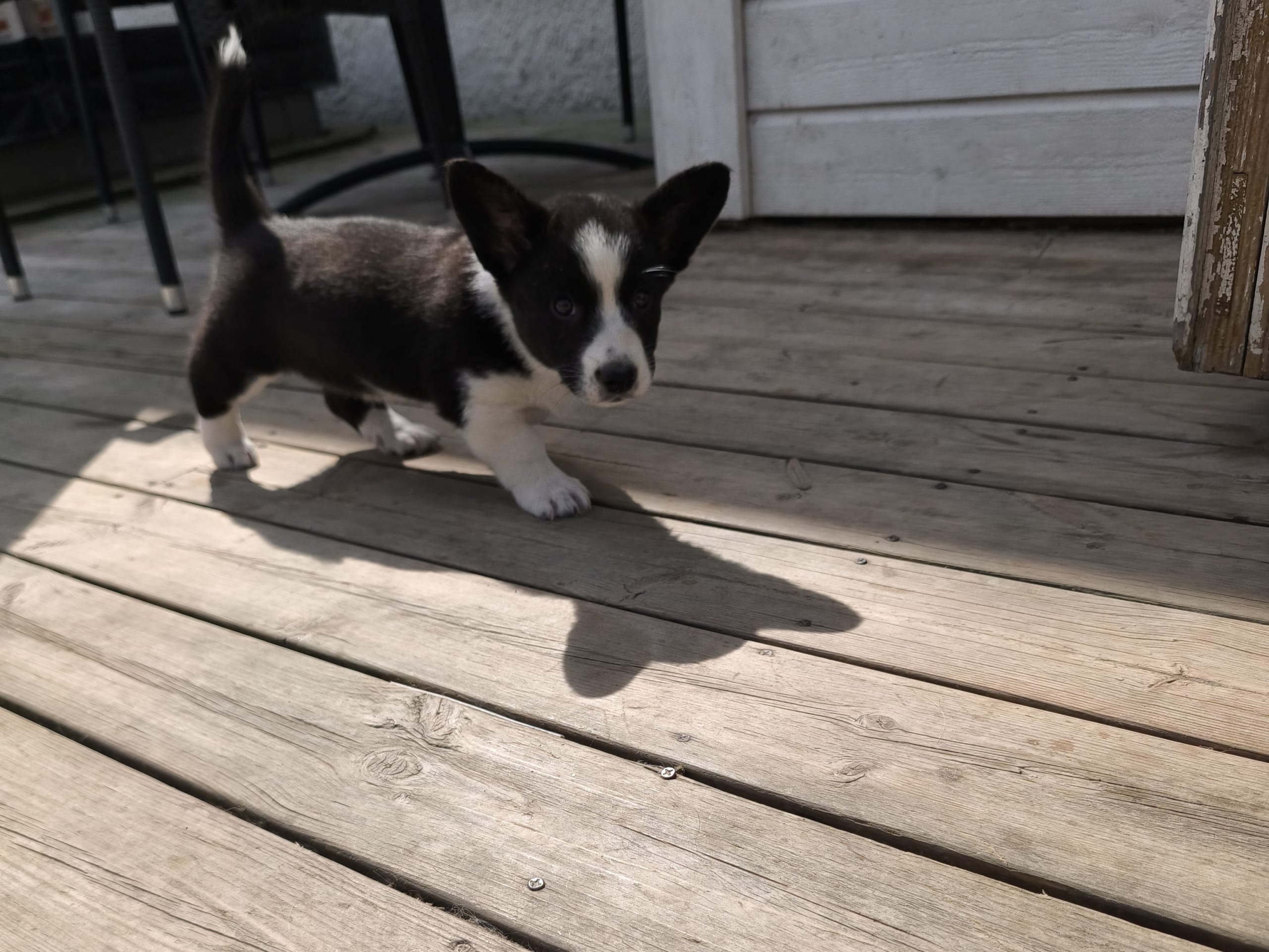 Welsh Corgi Cardigan · Frövi · Million dollar babys