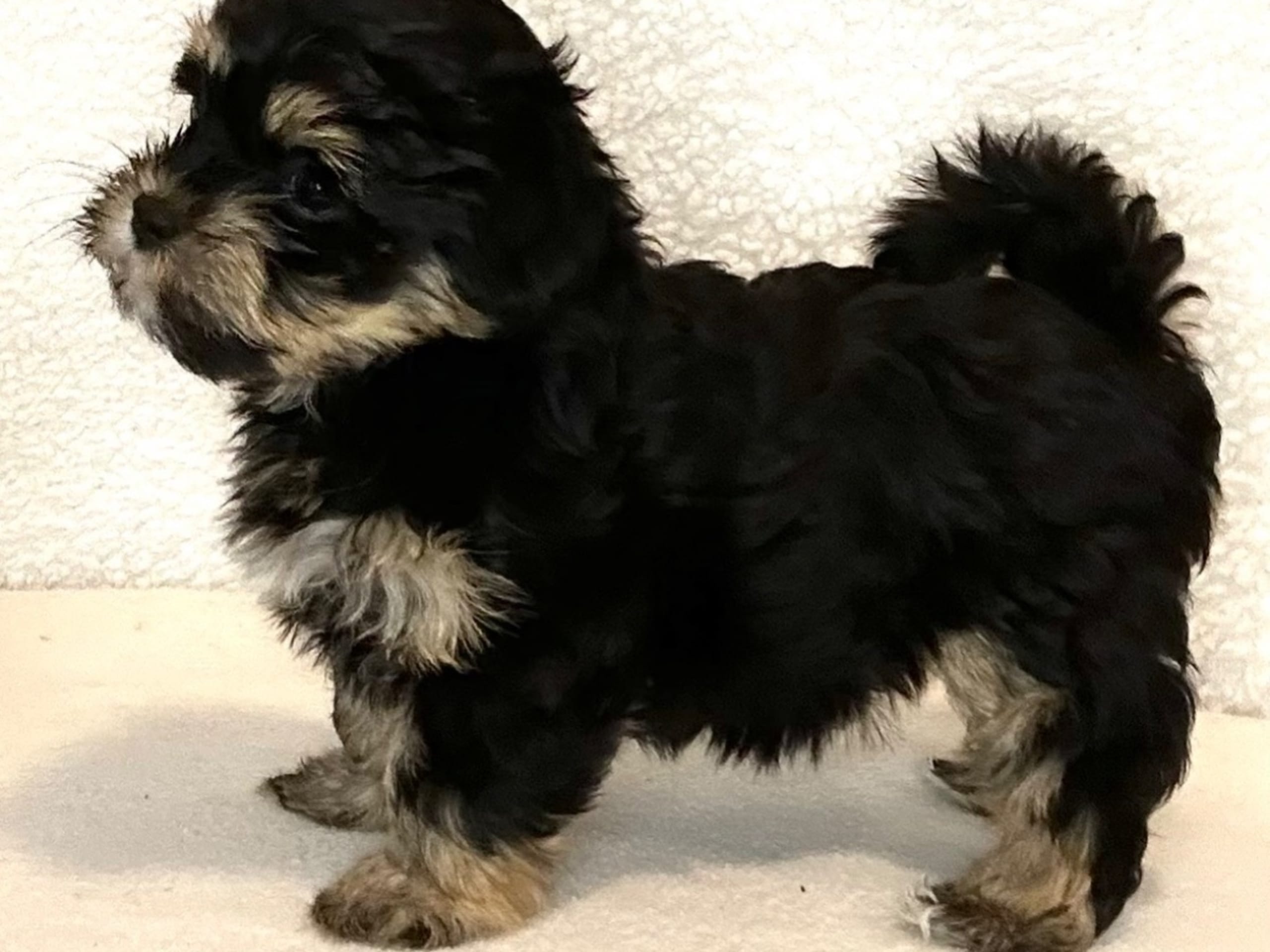 Havanese · Luleå · Dancing Docks