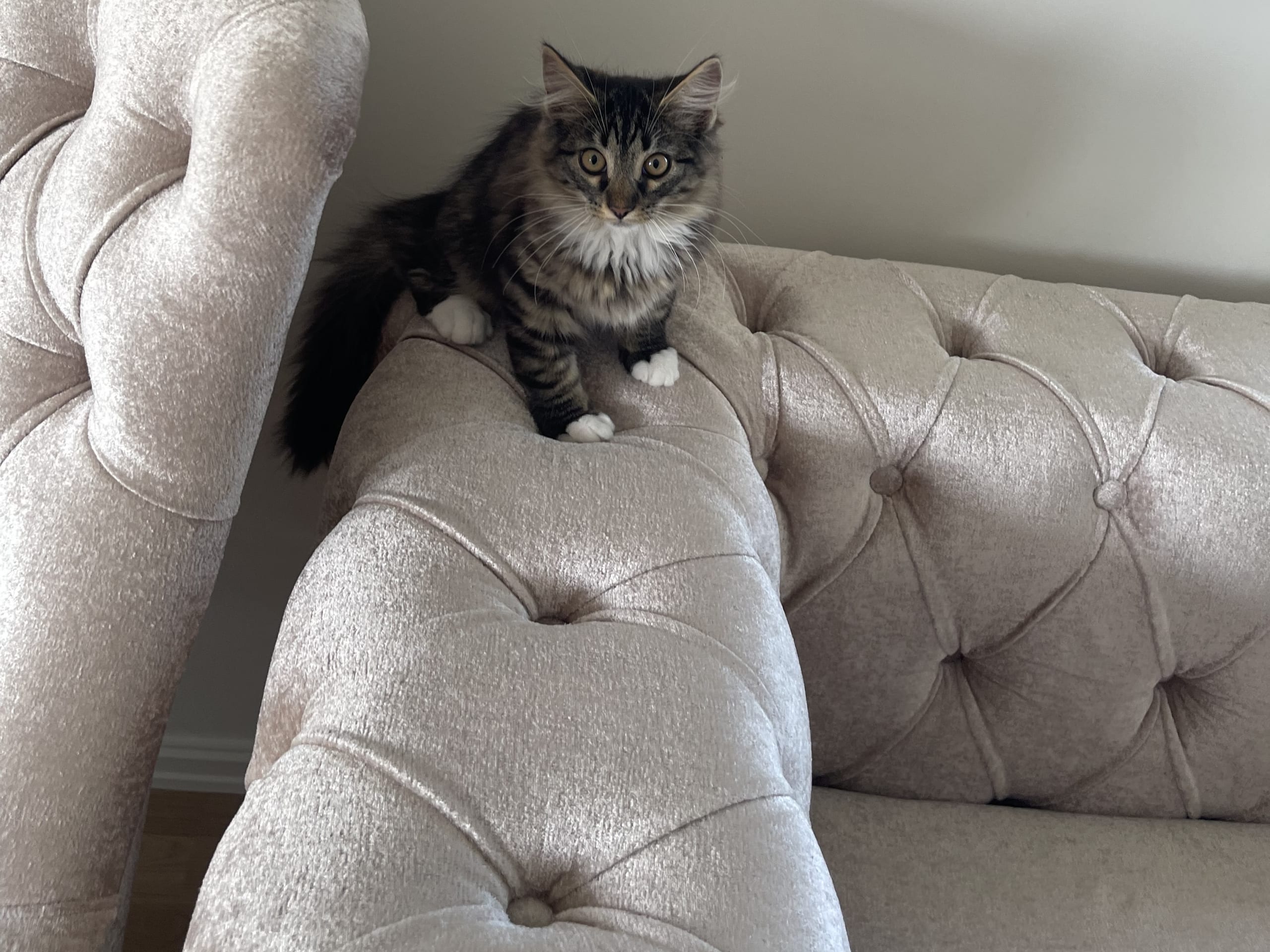 Norwegian Forest · Slattum · Siyahmoui J.