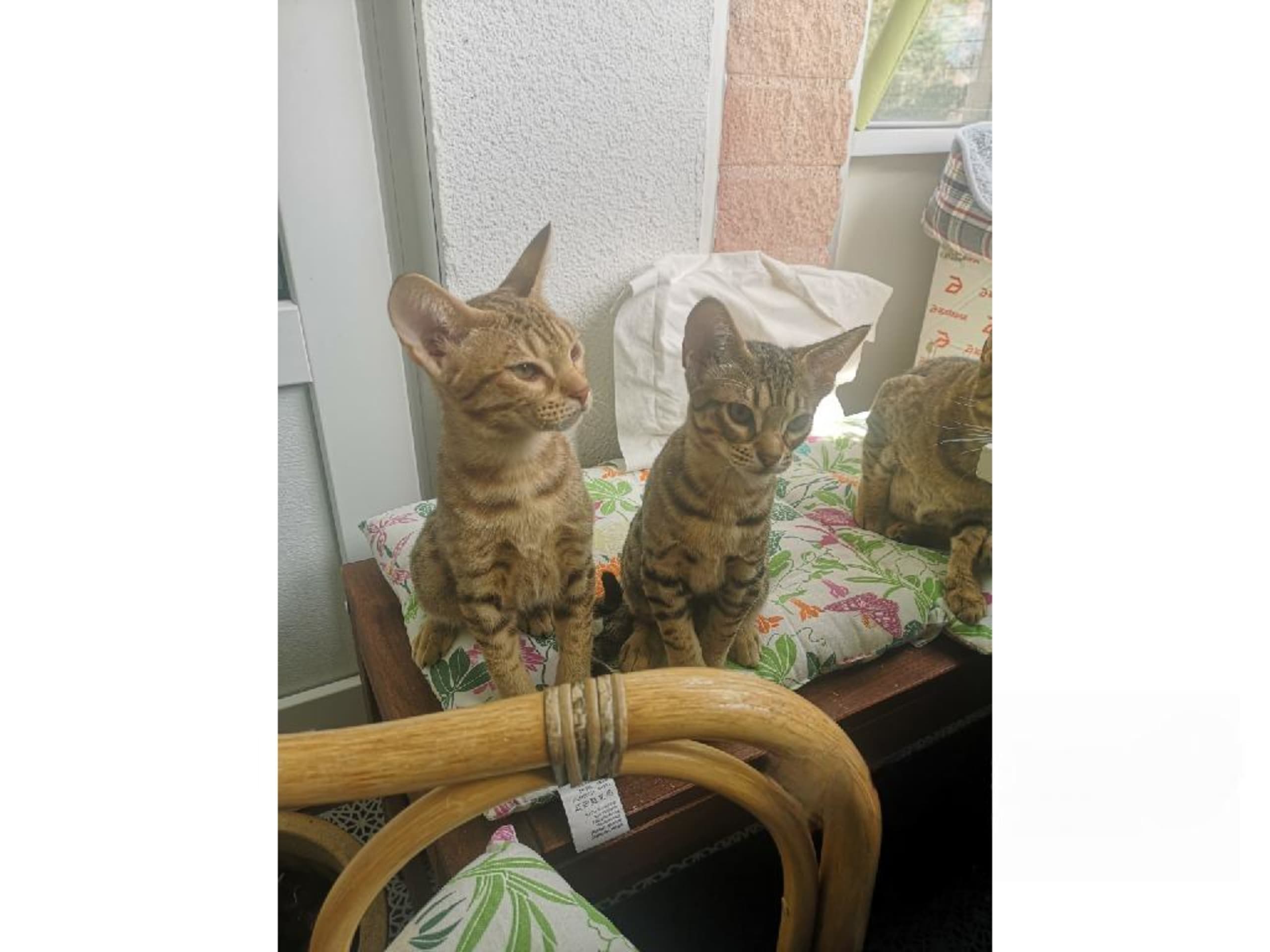 Ocicat · Nyköping · SE*Aspkatter