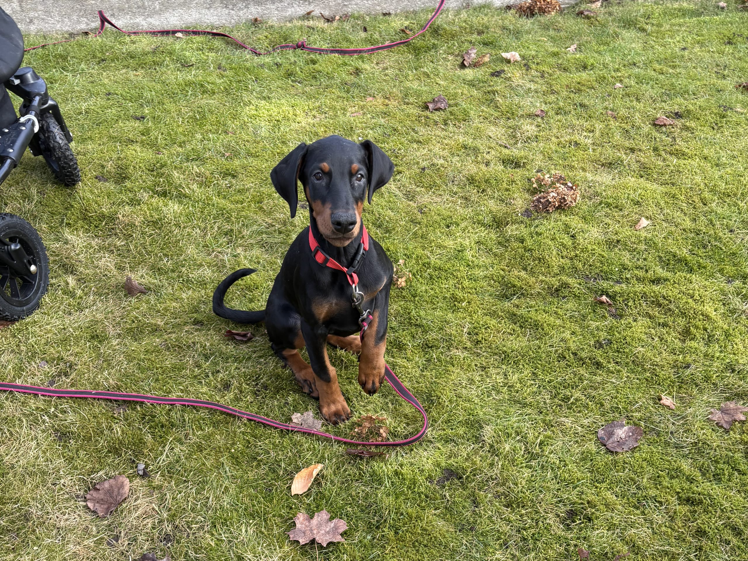 Dobermann · Klippan · Stefanie D.
