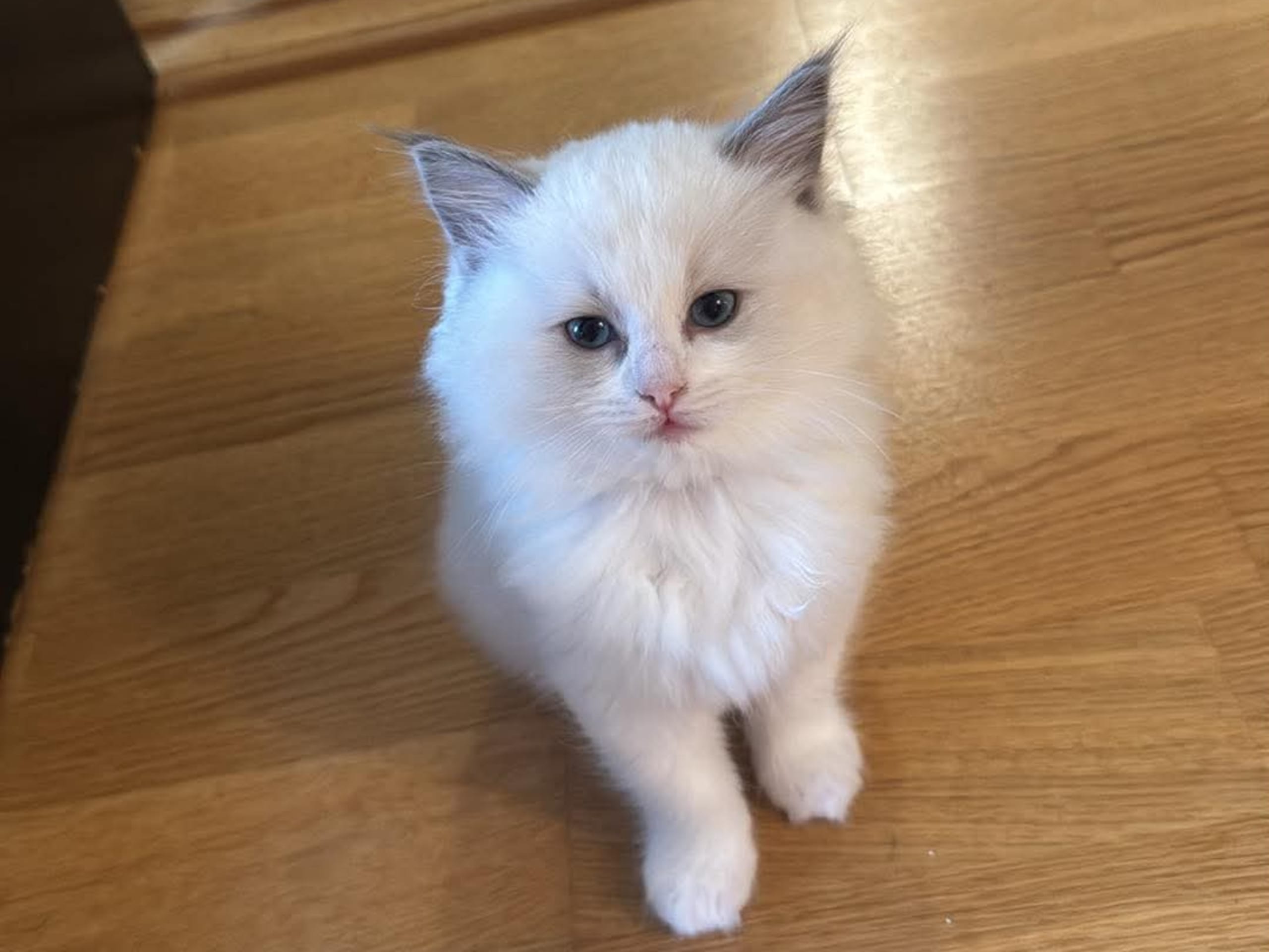 Ragdoll · Norrköping · Benjamin I.