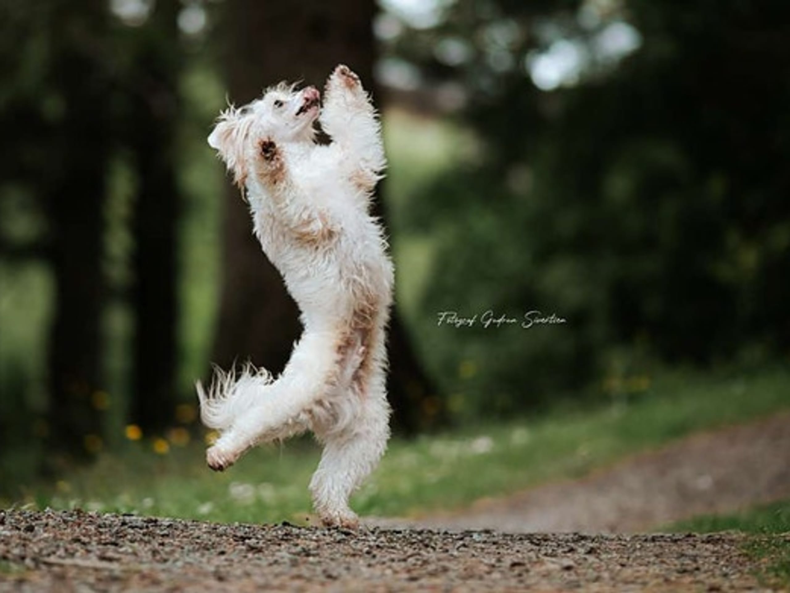 Chinese crested dog · Øvre Eidfjord · Carina Ingeborg Linnea Ekström