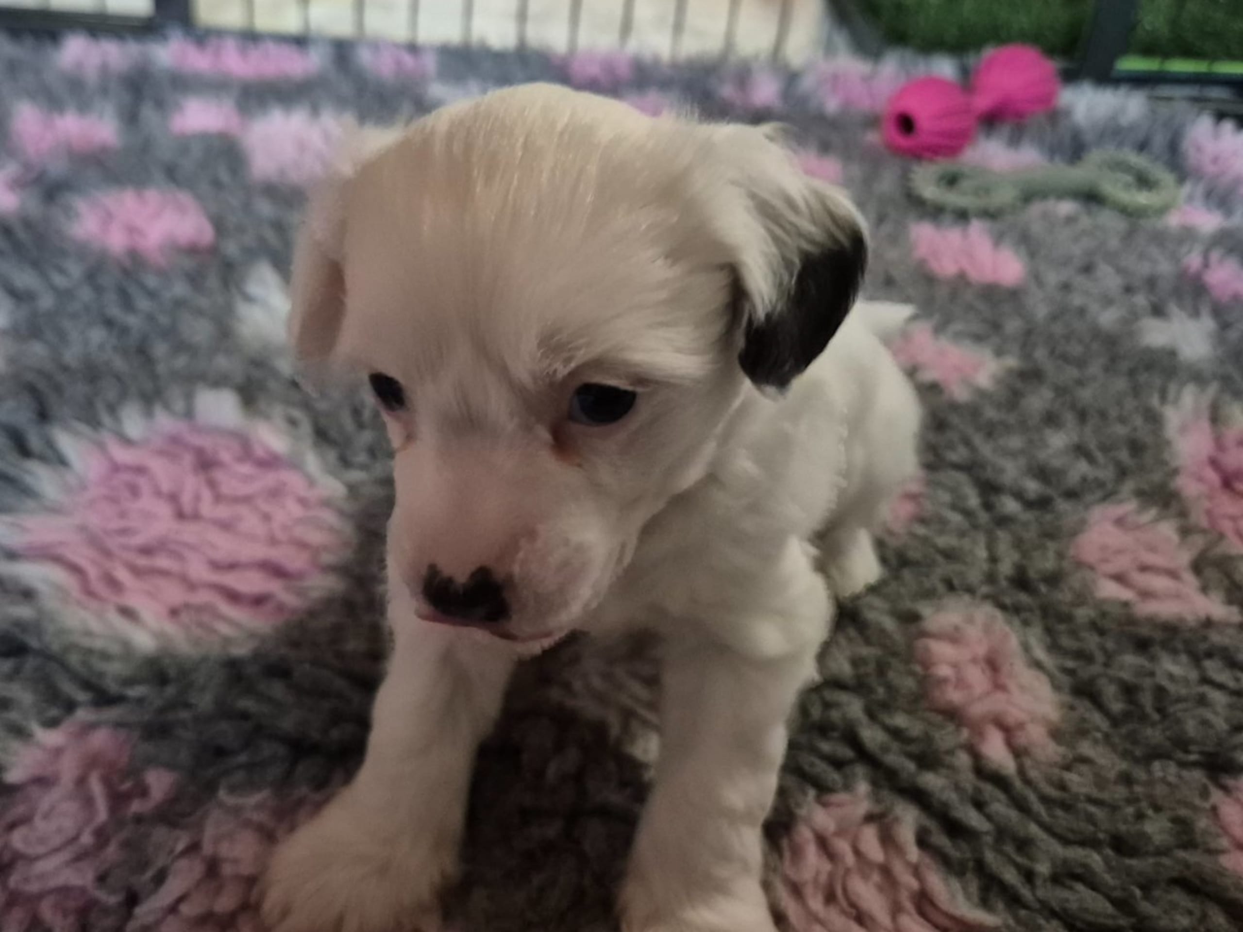 Chinese Crested Dog · Aneby · Sagolis
