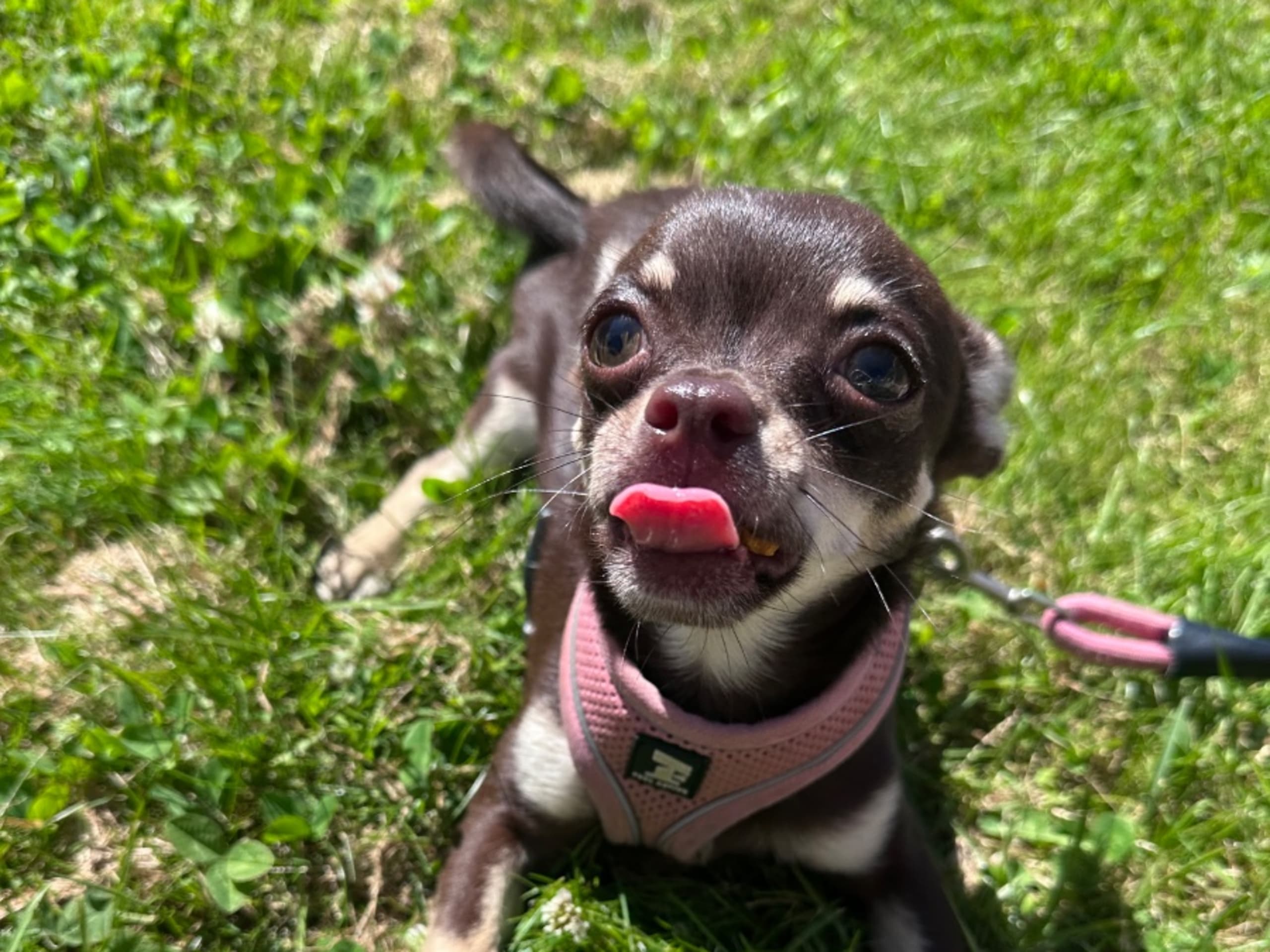Chihuahua · Mölndal · My Little Chi