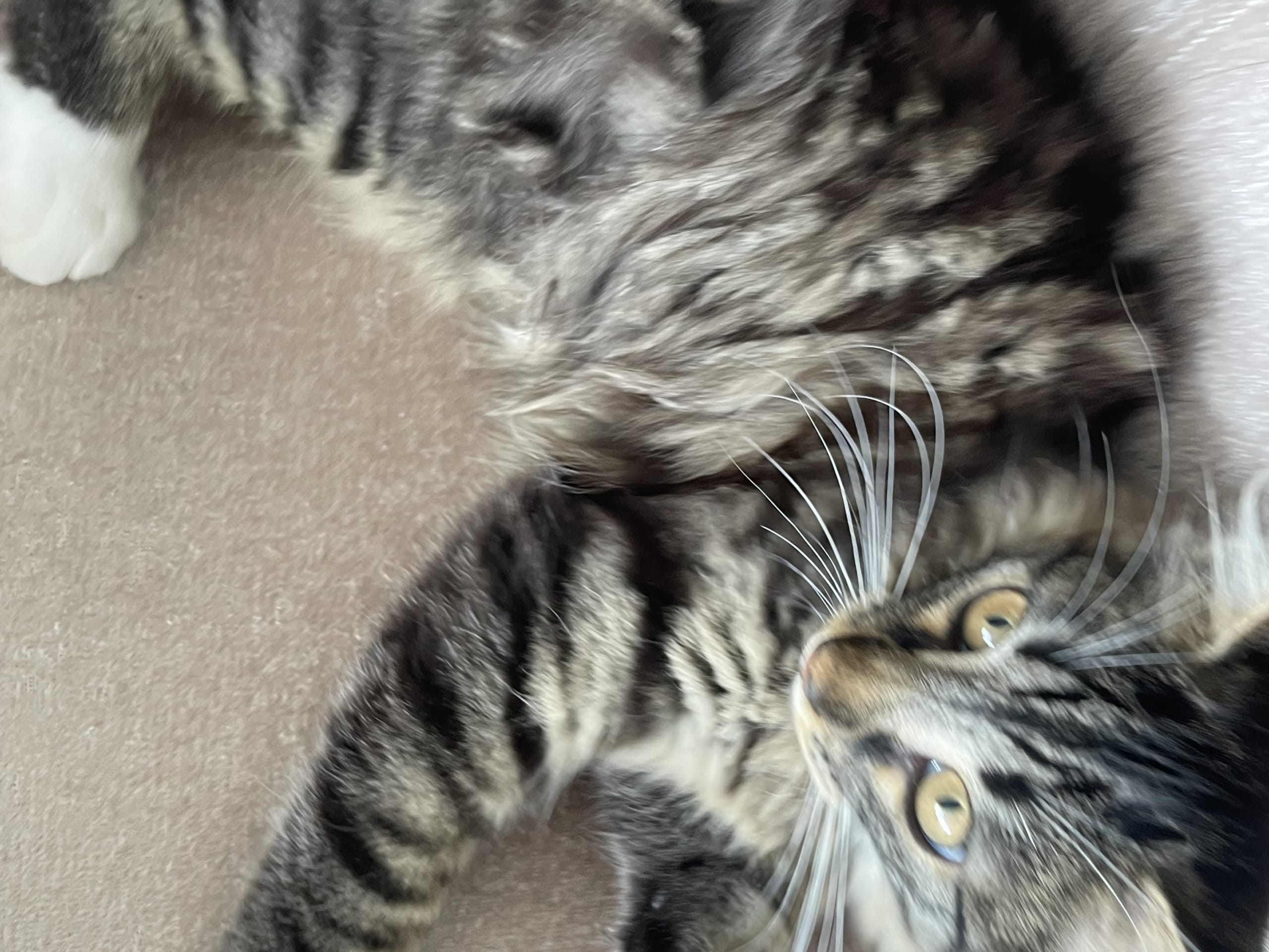 Norwegian Forest · Slattum · Siyahmoui J.