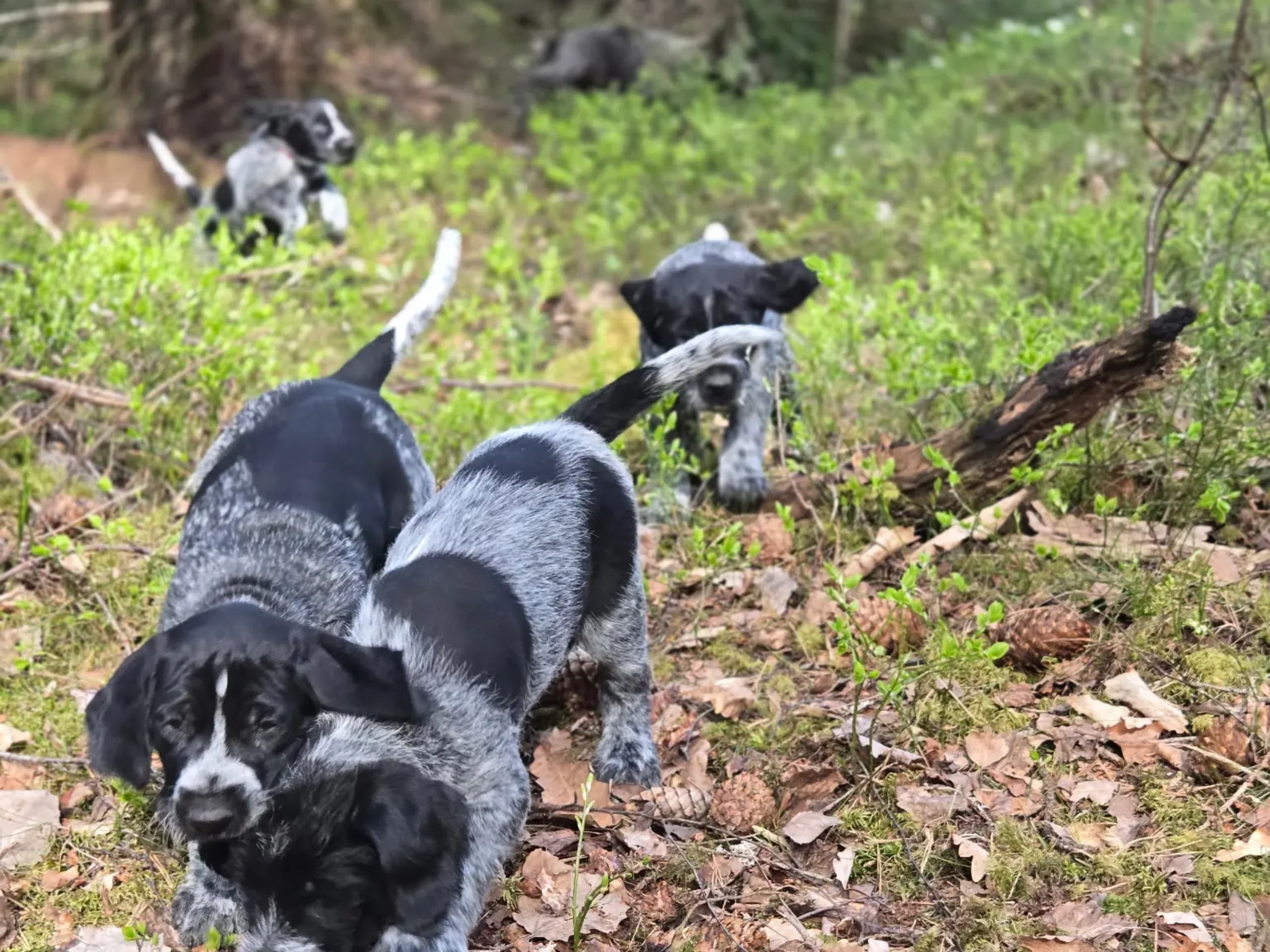 German Shorthaired Pointer (Vorsteh) · Åmot · Bjerkeskogens