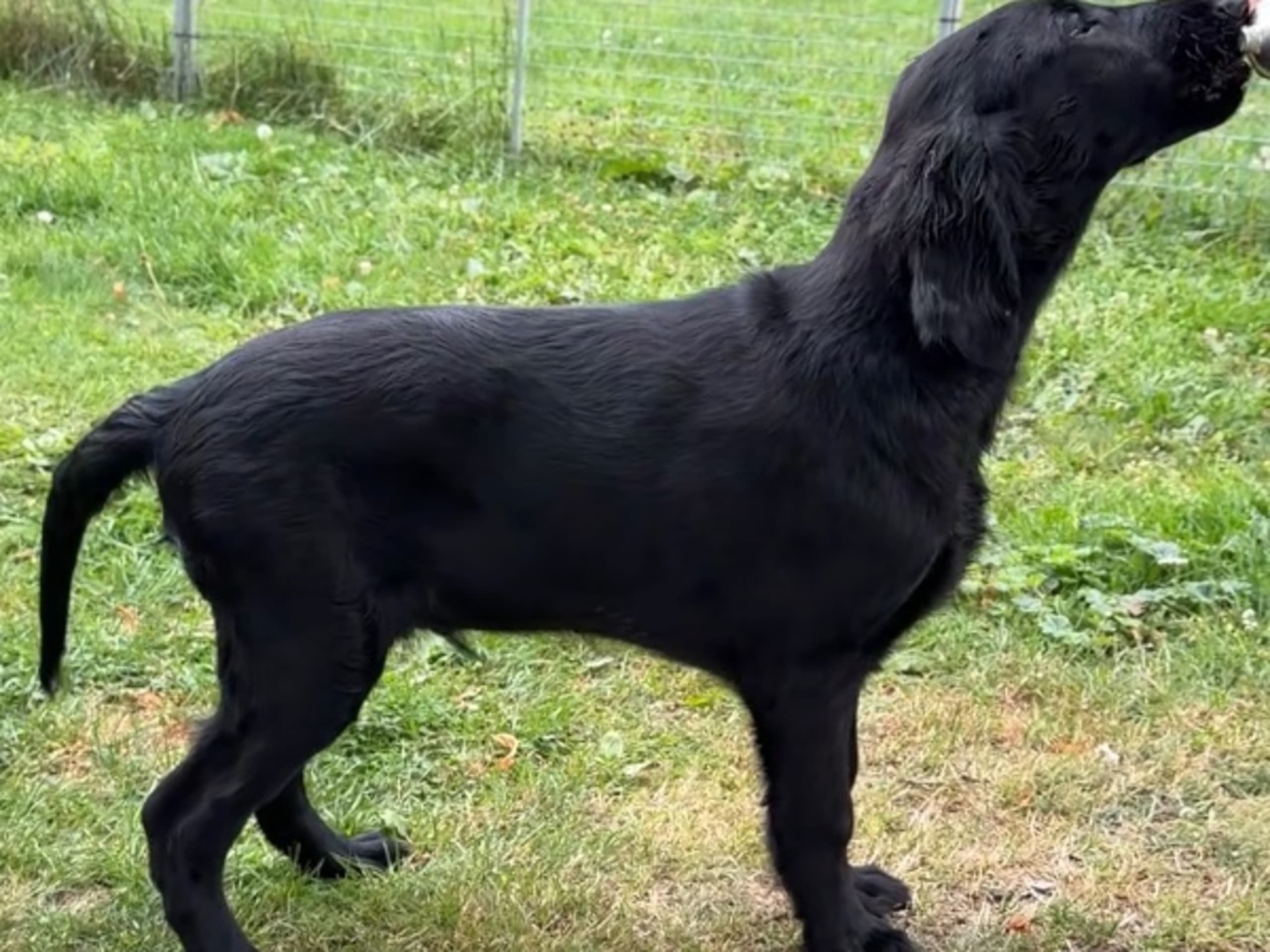 Flatcoated retriever · Rånäs · Itans Ljuva