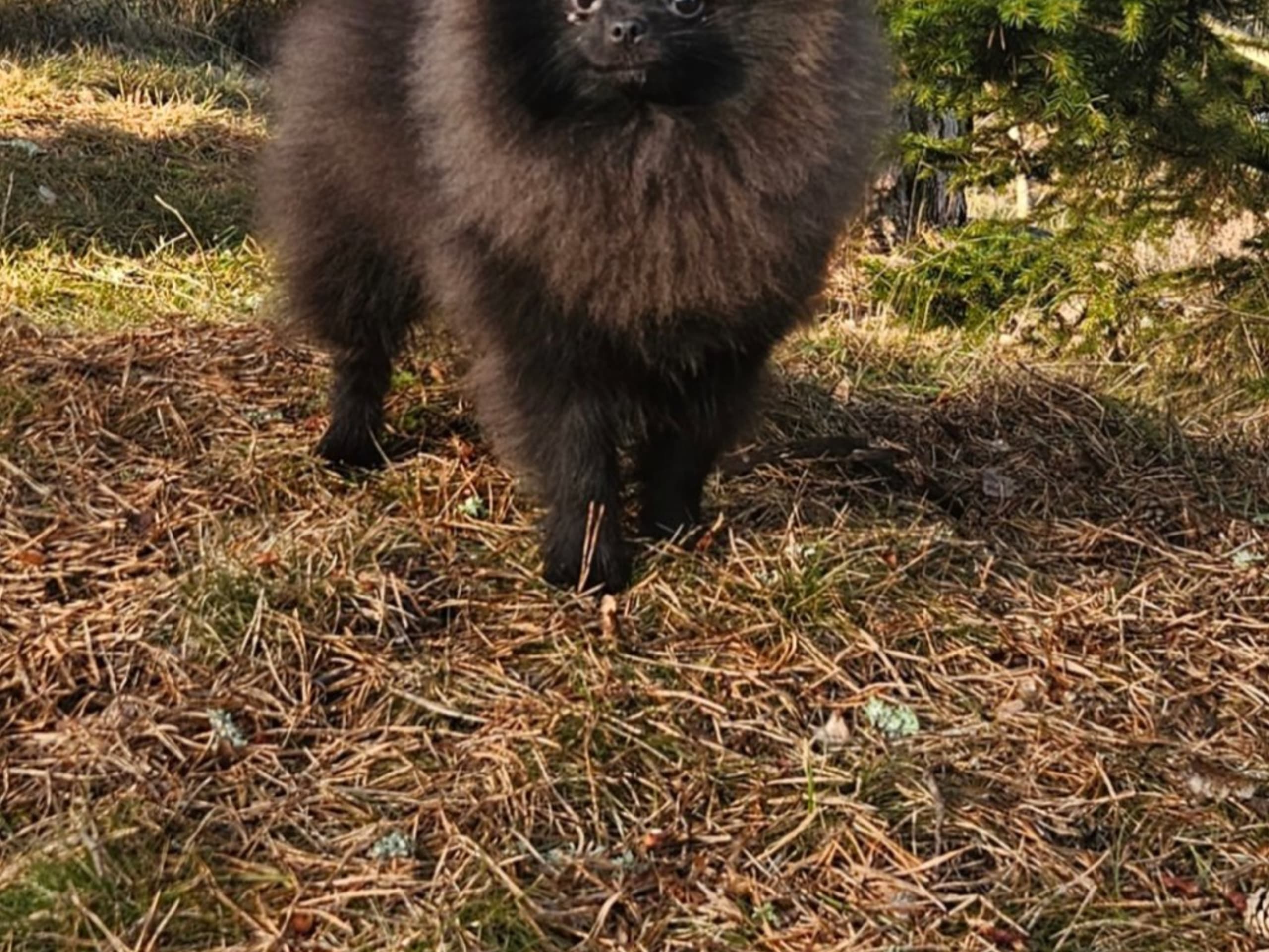 Pomeranian