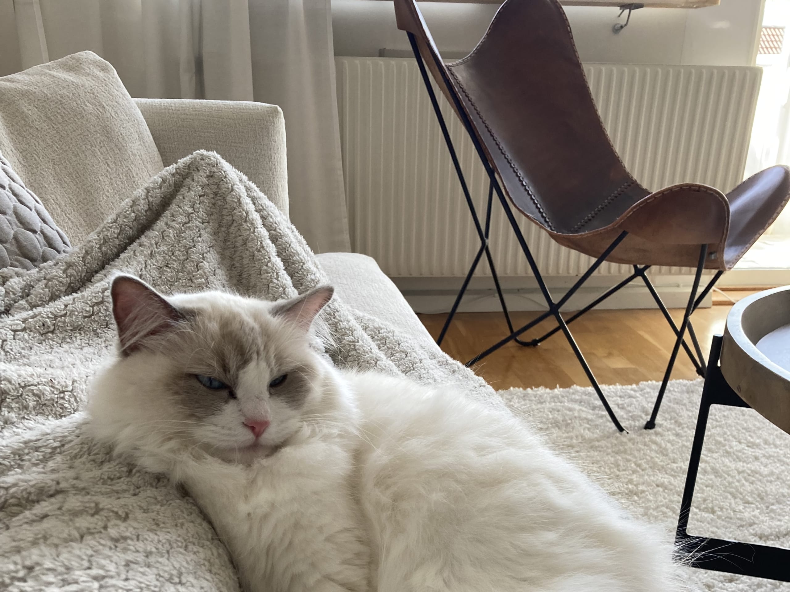 Ragdoll · Huskvarna · Josefina P.