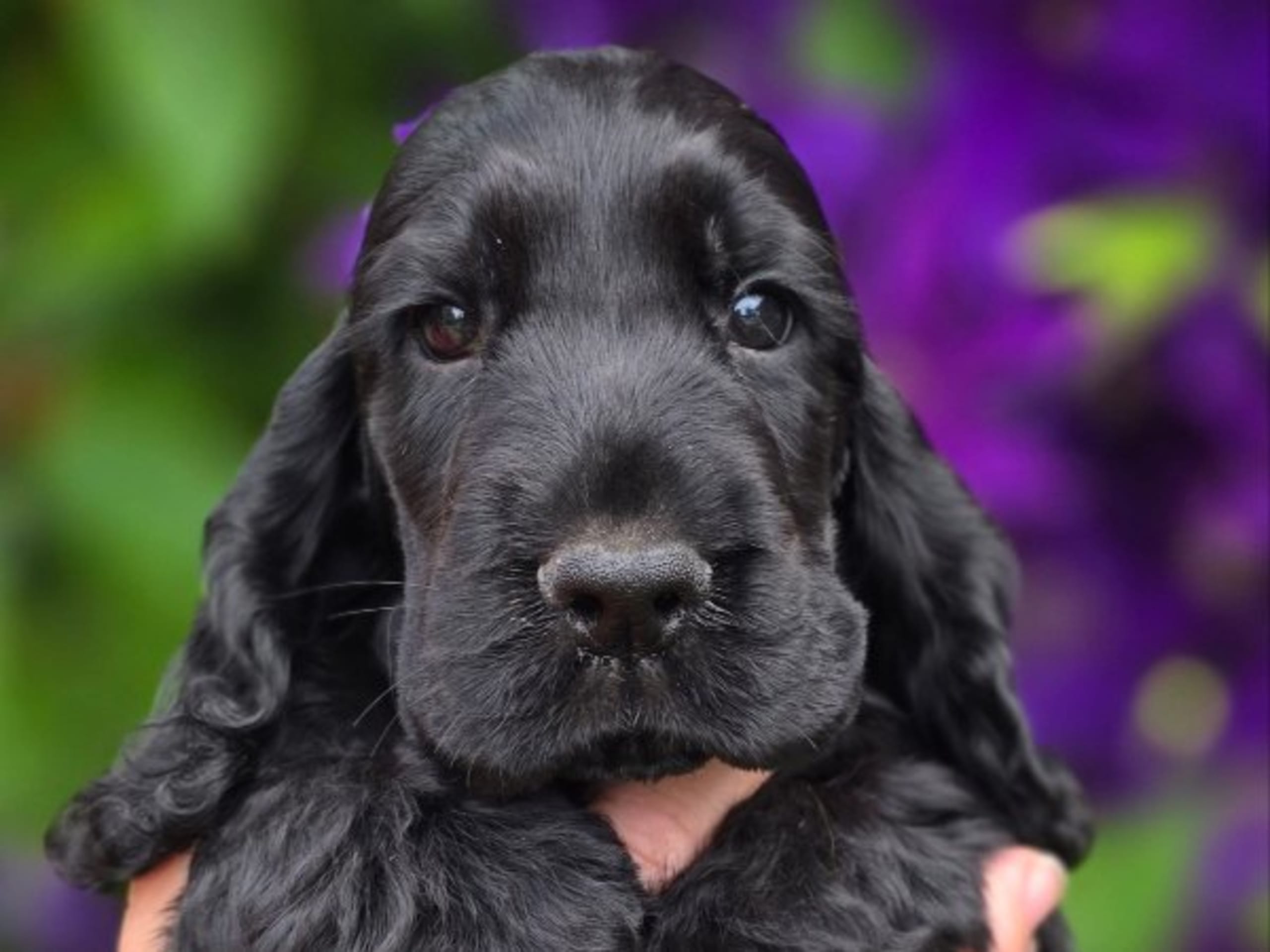 Cocker spaniel · Vikbolandet · Liljeblomman's Kennel