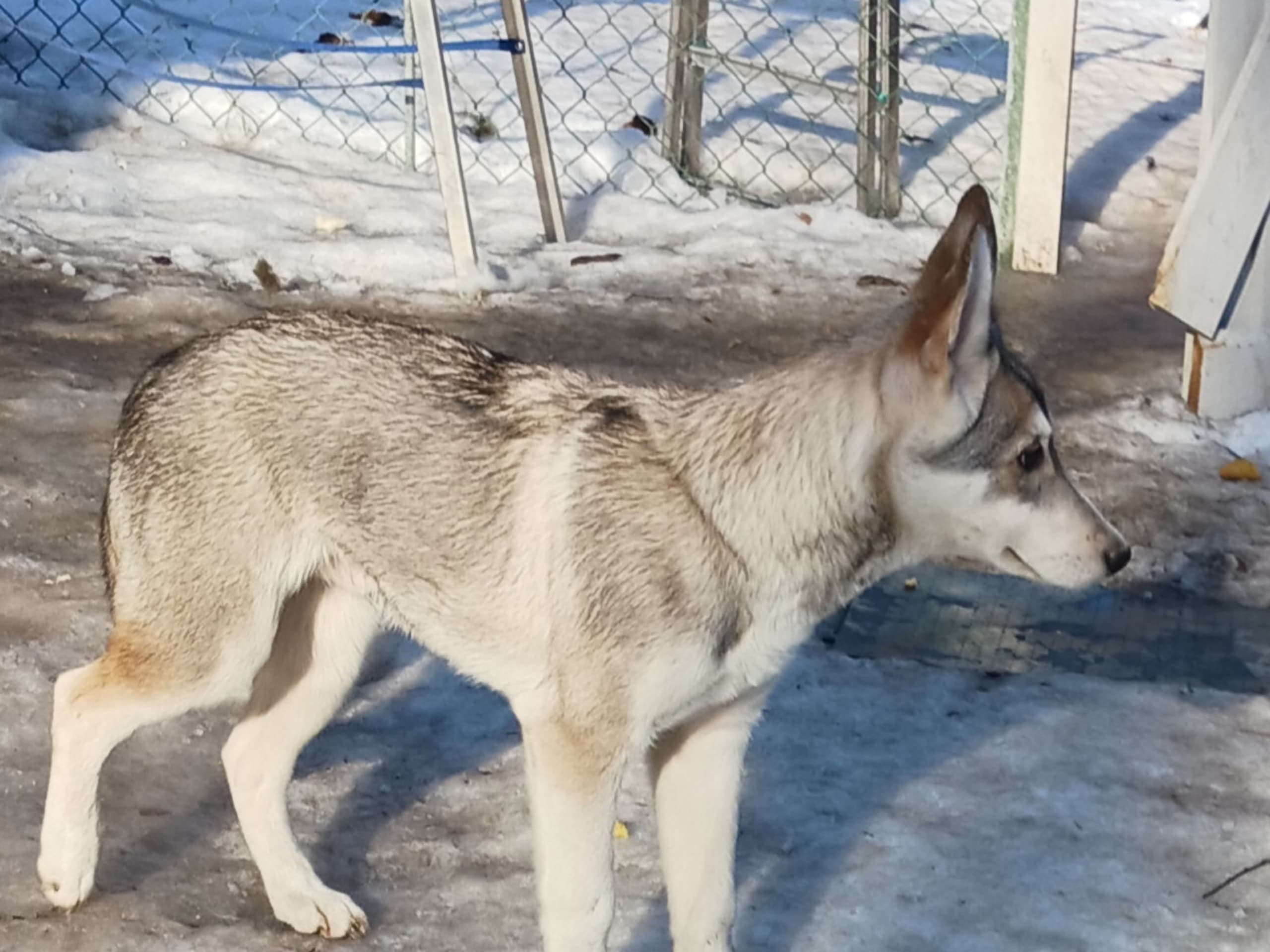 Blandras husky-schäfer · Sollefteå · Kenneth J.