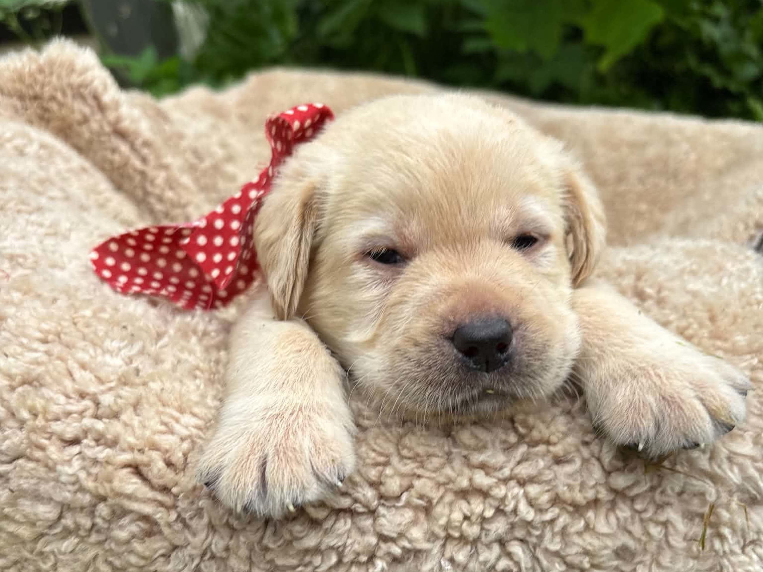 Labrador retriever · Svorkmo · Lyonette
