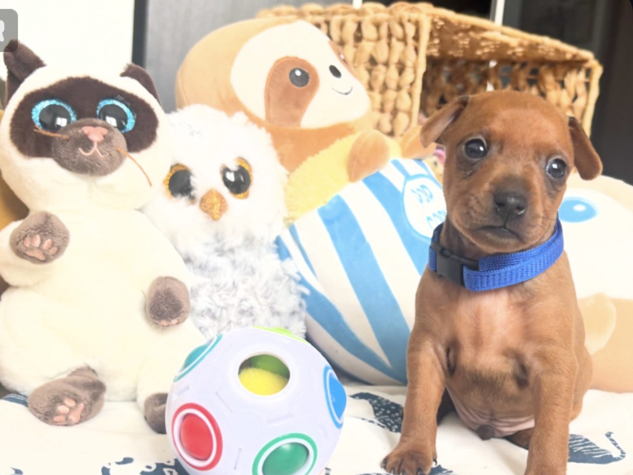 Dvergpinscher · Forsheda · Dvärgpinscher