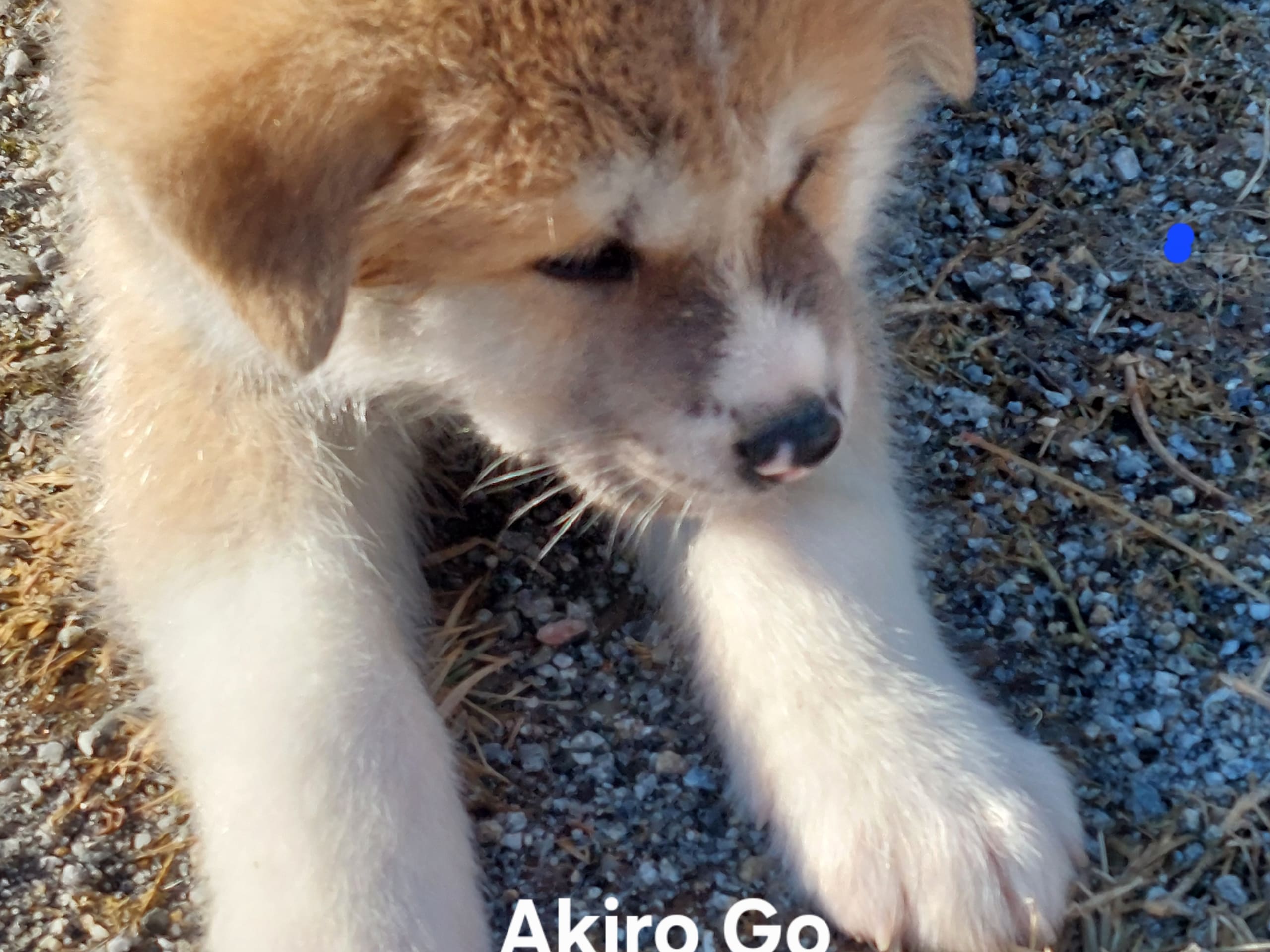Akita Inu · Dorotea · Krayon's kennel
