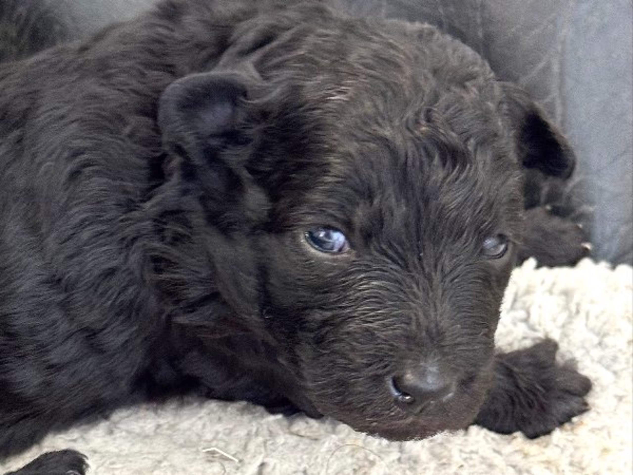 Pumi · Halmstad · Skallabackens kennel